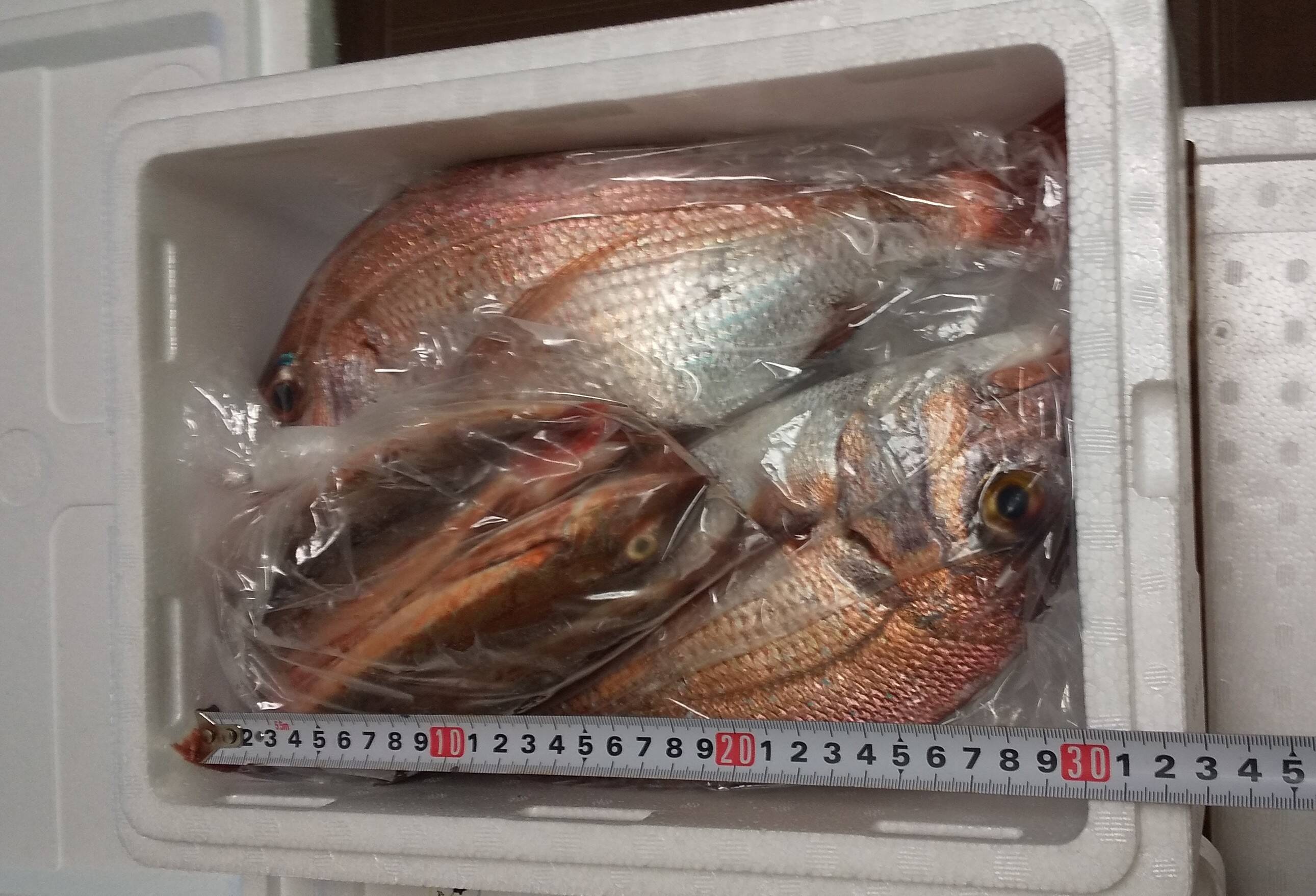 鮮魚✨内容量１、5キロ以上🐟【未利用魚も含む】セット🐟️農園紹介欄