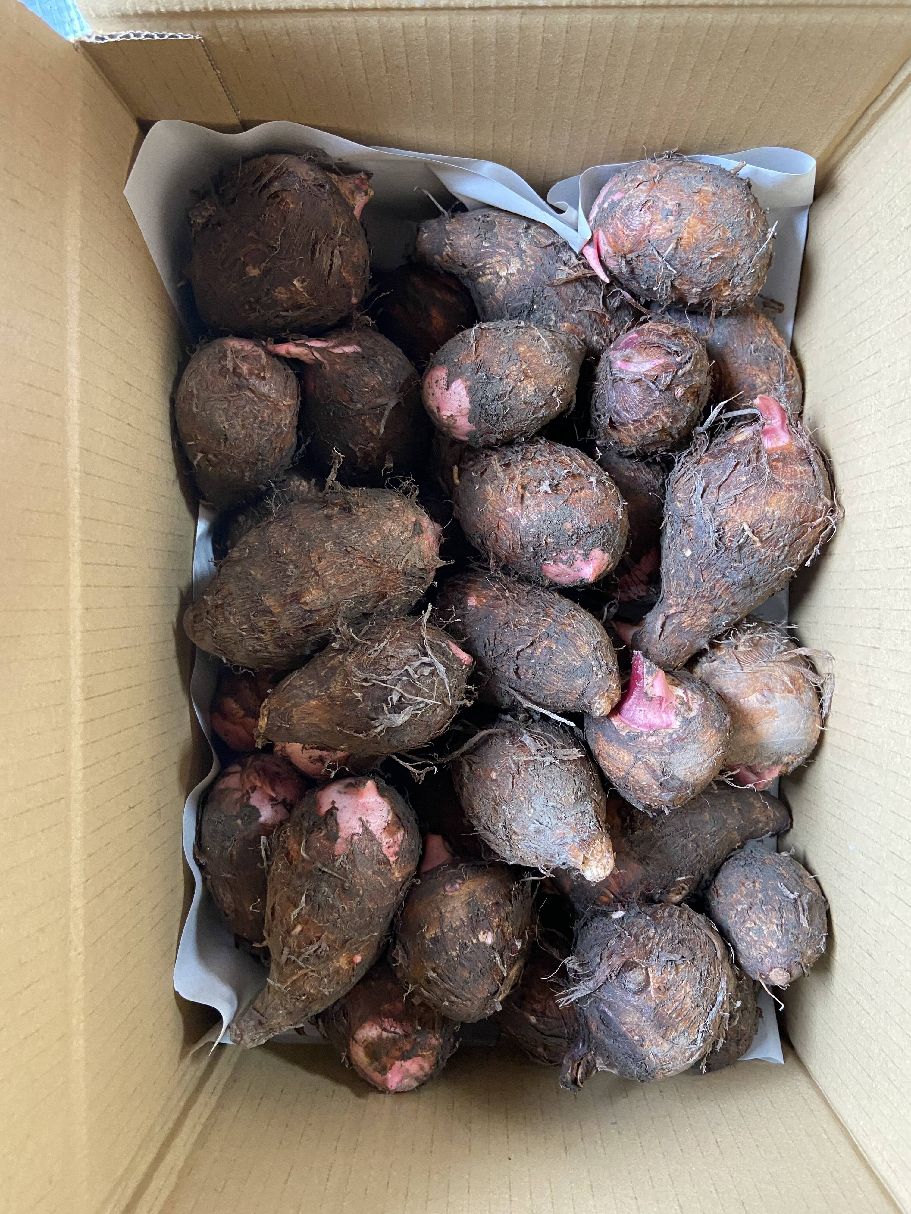 数量限定！掘りたて！里芋 赤芽（セレベス）1.5kg☆：和歌山県産の