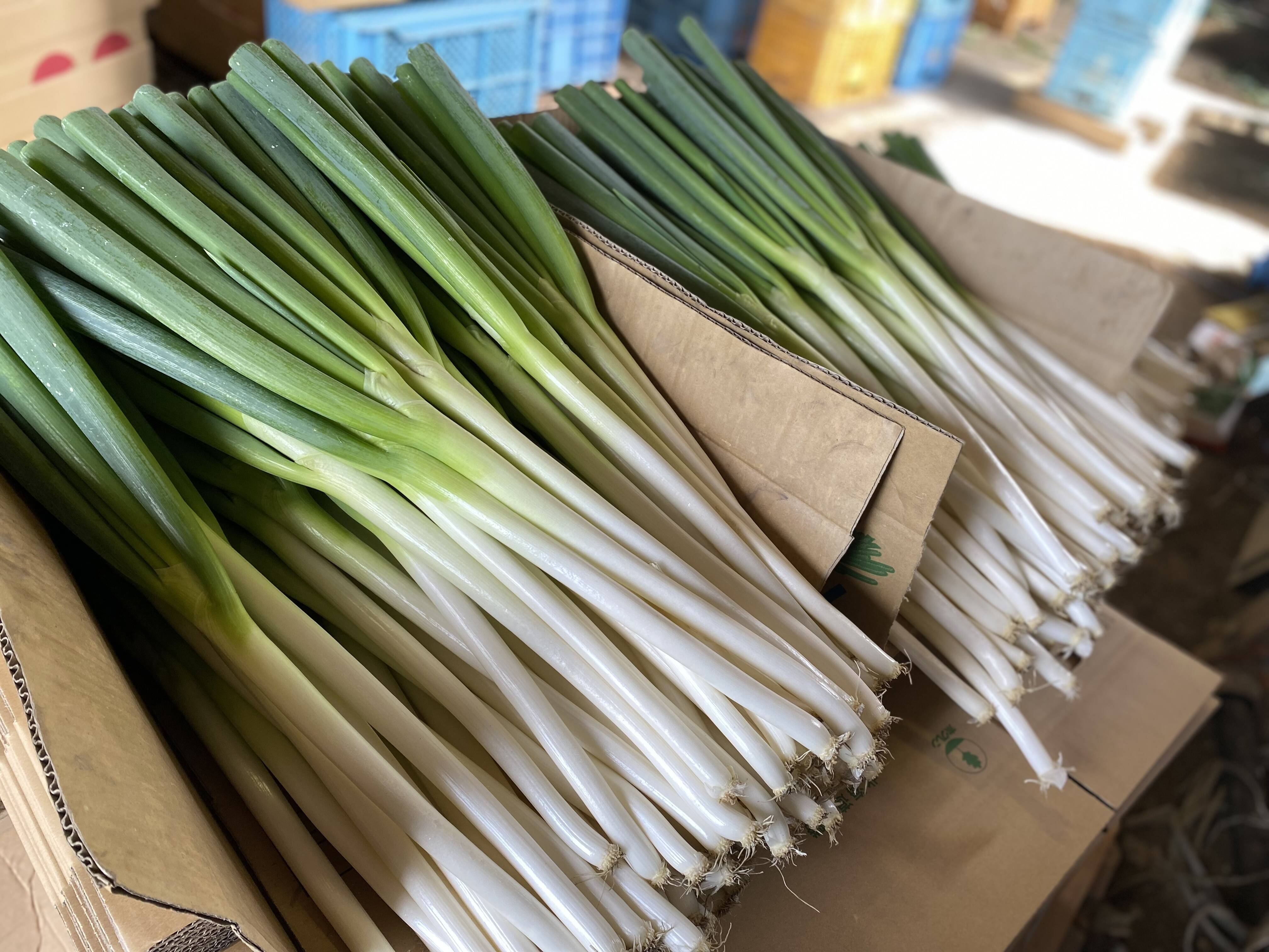 九条ねぎ長ネギ農薬不使用除草剤無し - 野菜