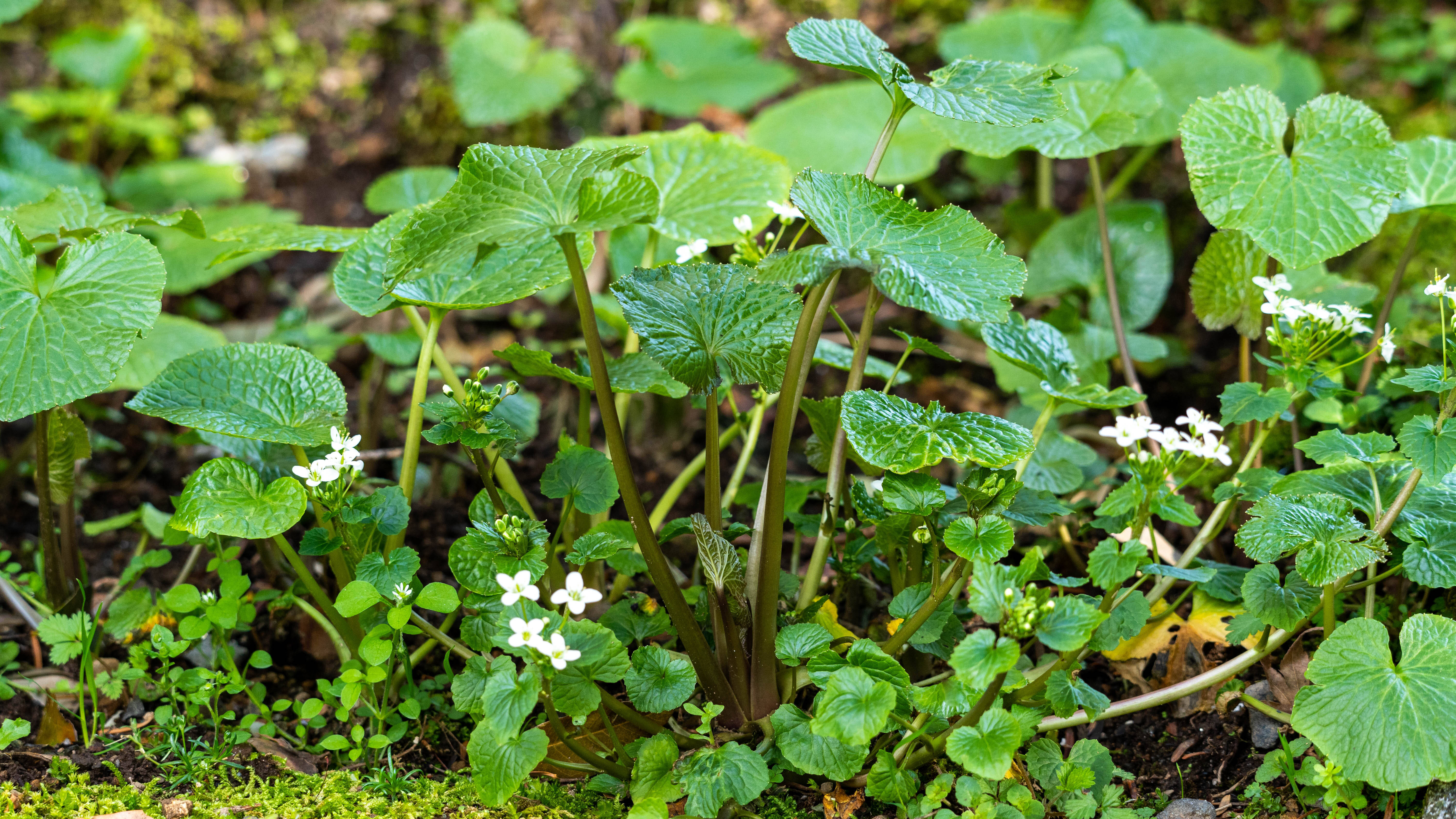 雪解けの輝き - 山形奥山の極上天然花わさび（500g）」：山形県産の