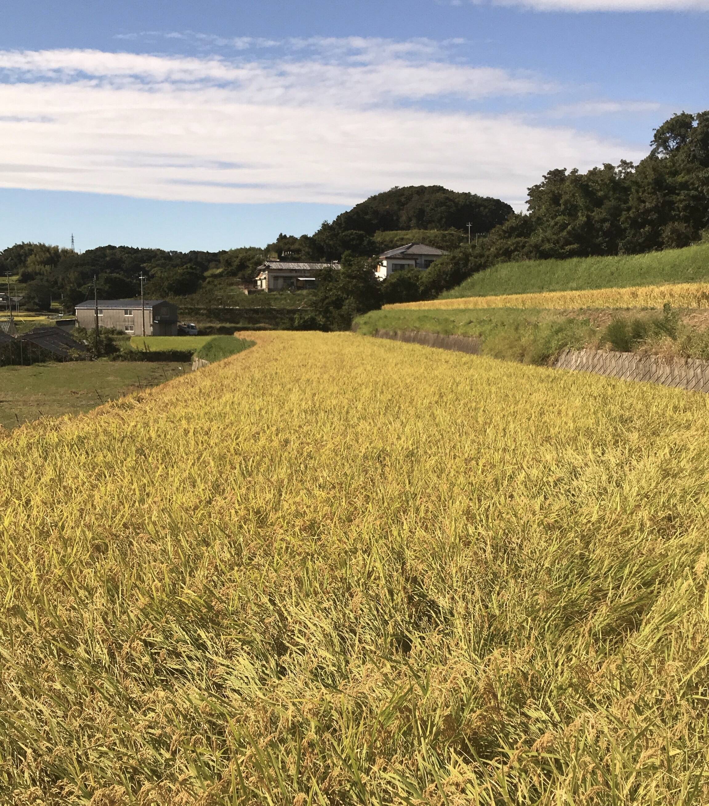 淡路島ほっこりファームへのレビュー 商品 兵庫県 食べチョク 産地直送 産直 お取り寄せ通販 農家 漁師から旬の食材を直送