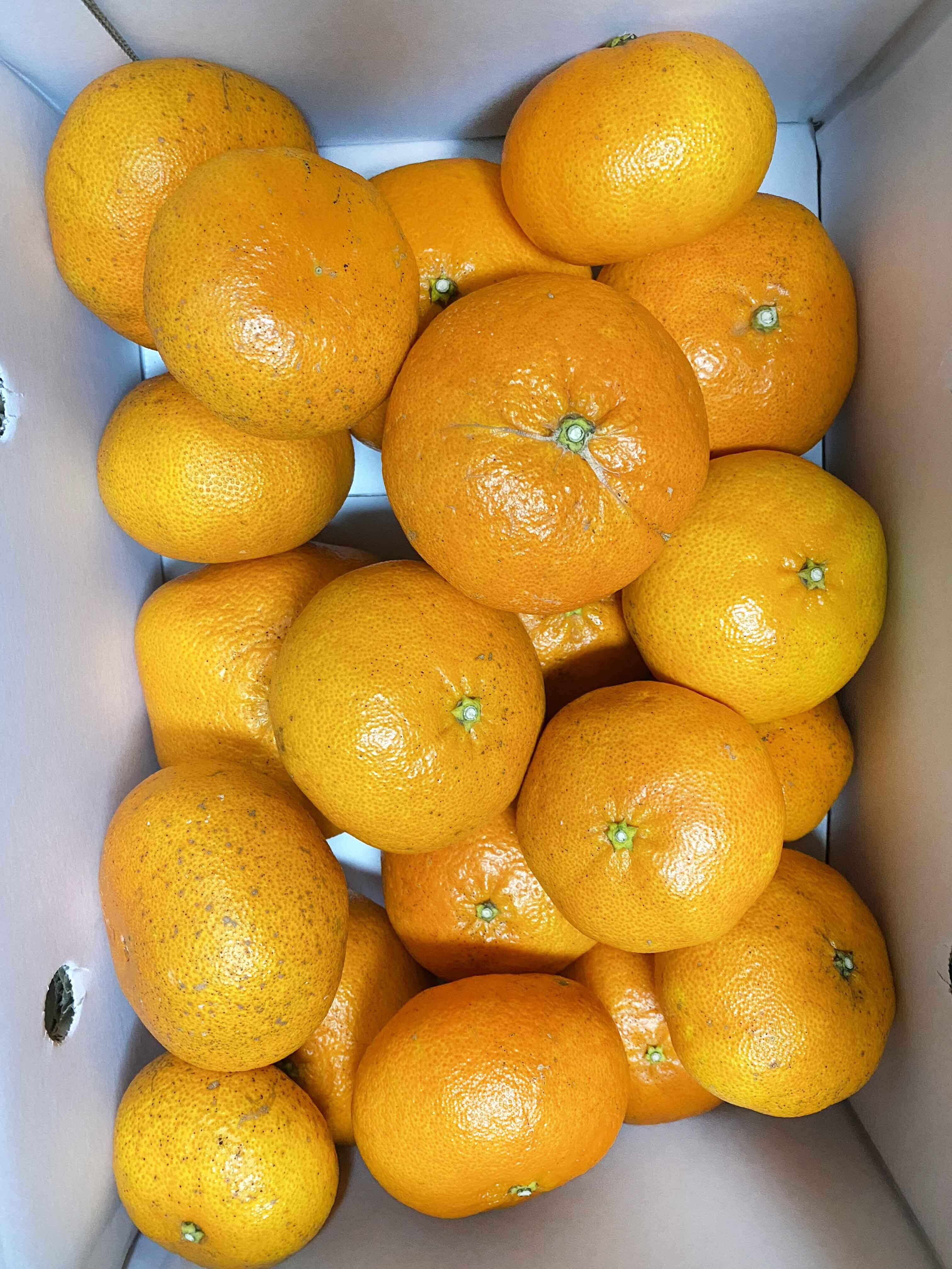 愛媛県中島産】プチプチ甘平 サイズ混合5kg 家庭用：愛媛県産のみかん