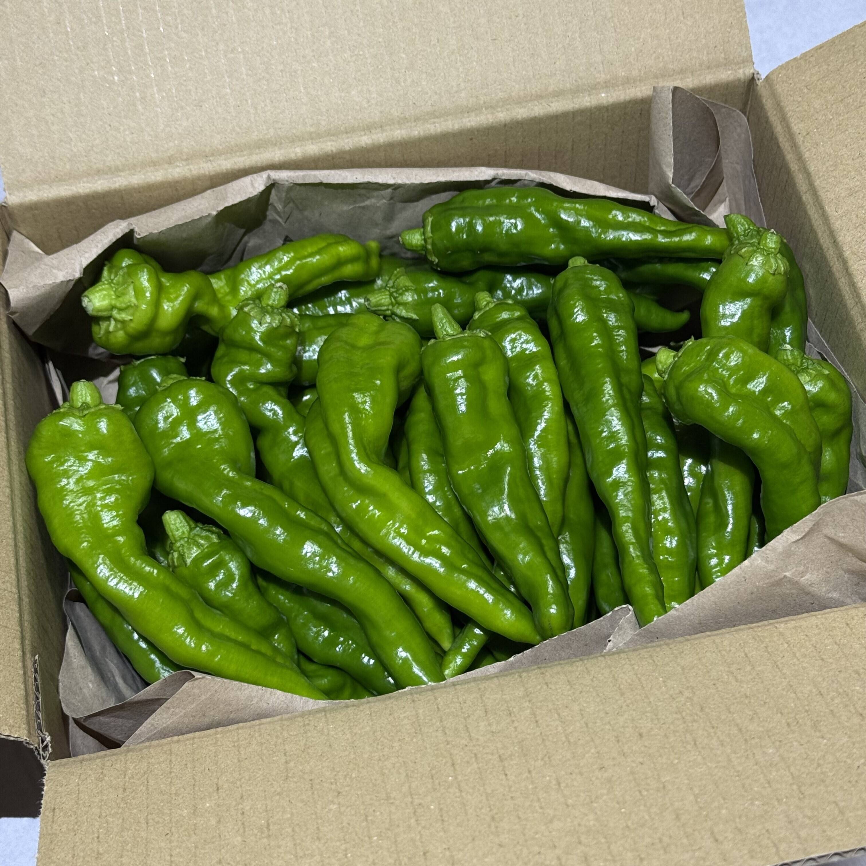 季節の人気野菜☆旨味たっぷり！農薬不使用『万願寺とうがらし 1kg