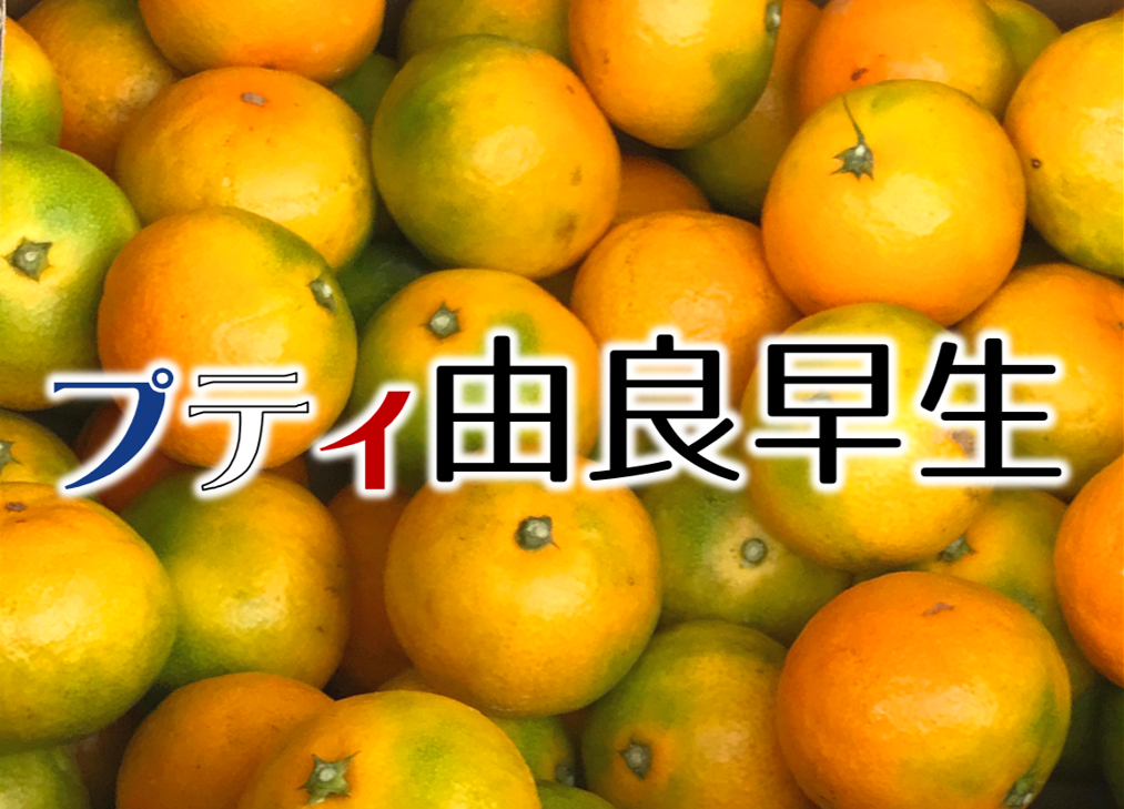 数量限定】チャンスはたった2週間！幻のみかん『由良 早生（ゆら