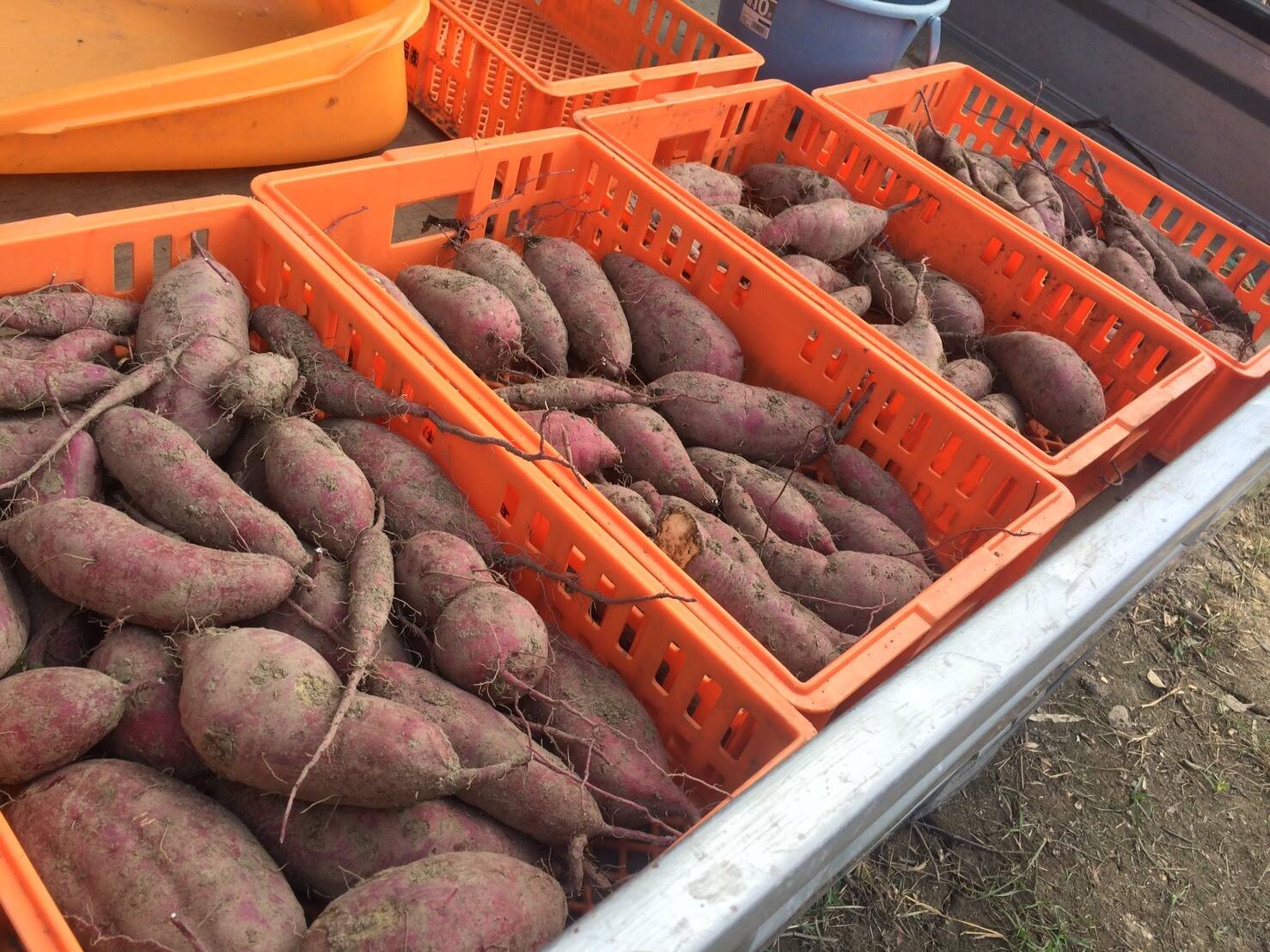 紅 あずま 収穫 時期 さつまいもの収穫の時期やタイミングの見分け方は やり方 保存方法も