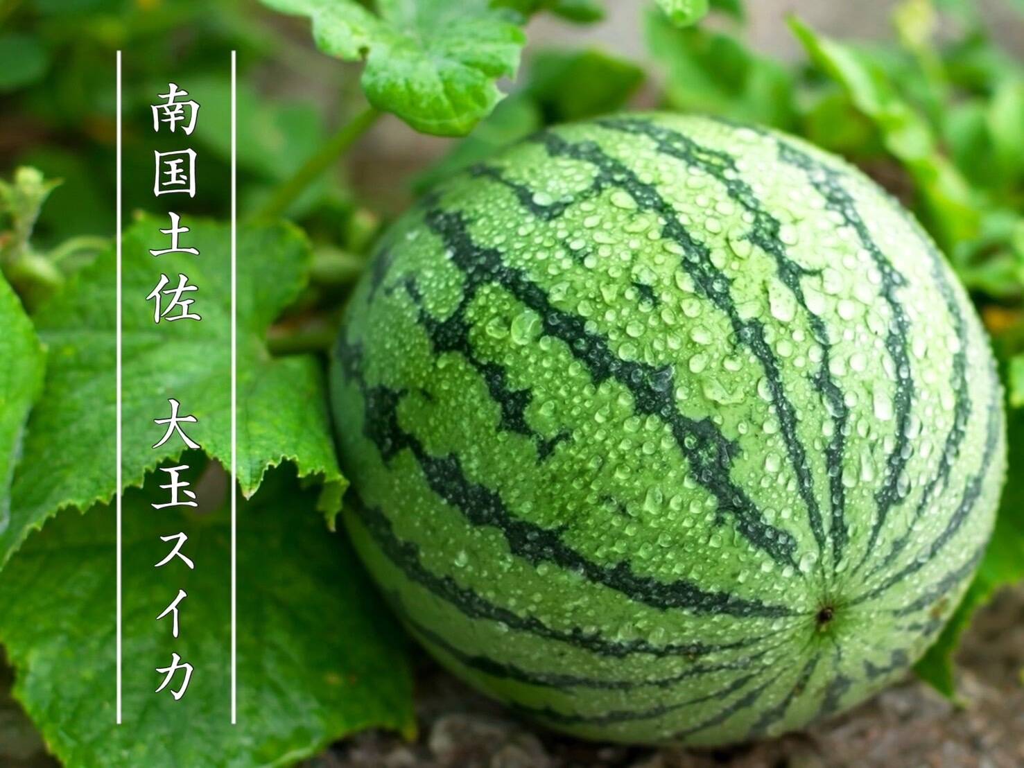 高知県産スイカ大玉、即購入OK 高知県産スイカ大玉、即購入OK - メルカリ