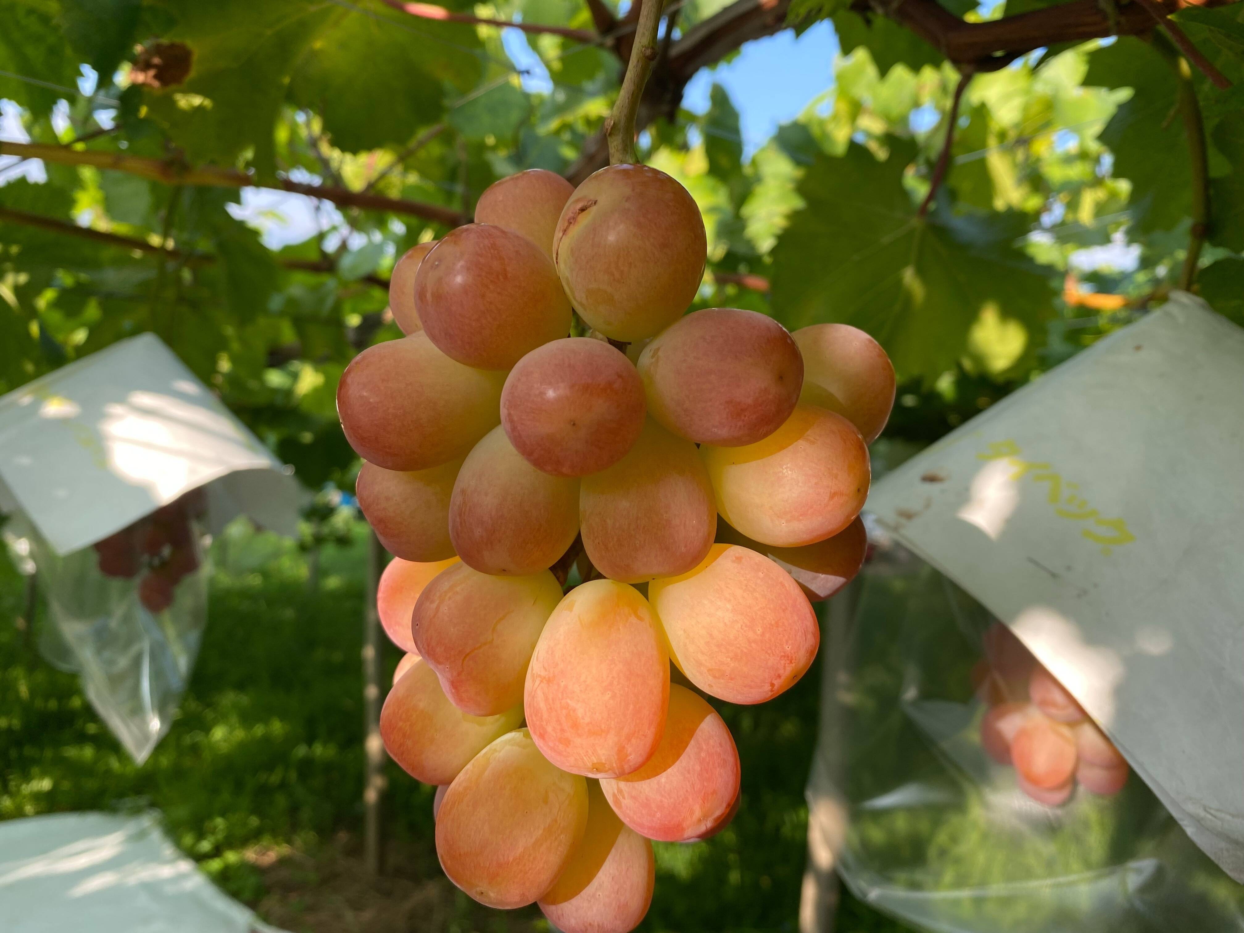 山梨県産 ぶどう⭐️サンシャインレッド⭐️家庭用 5パック入り⭐️箱込み2.3キロ 楽天市場】サンシャインレッドとシャインマスカット 山梨県産