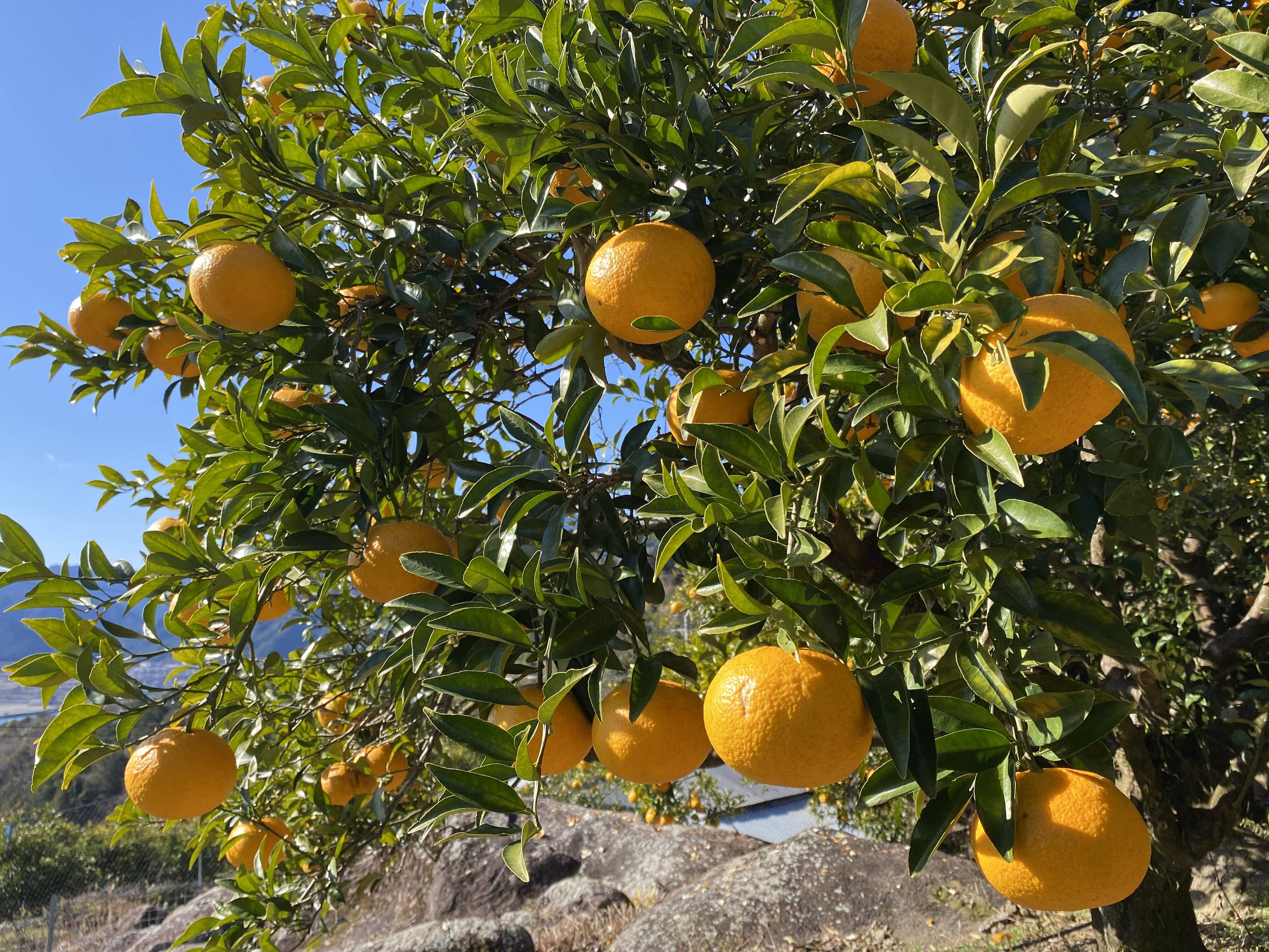 有機JAS認証】尾鷲甘夏2kg むいた瞬間、春が来る。：三重県産のみかん