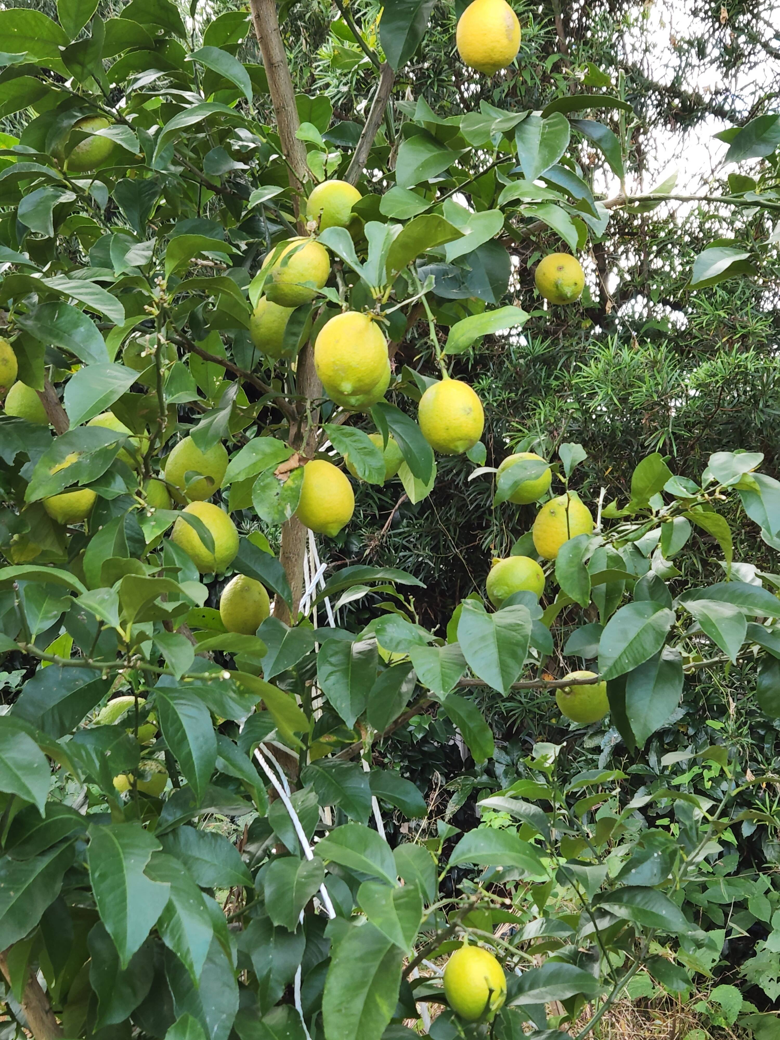 箱入りレモン娘果樹園へのレビュー・商品：静岡県｜食べチョク｜産地直送(産直)お取り寄せ通販 - 農家・漁師から旬の食材を直送