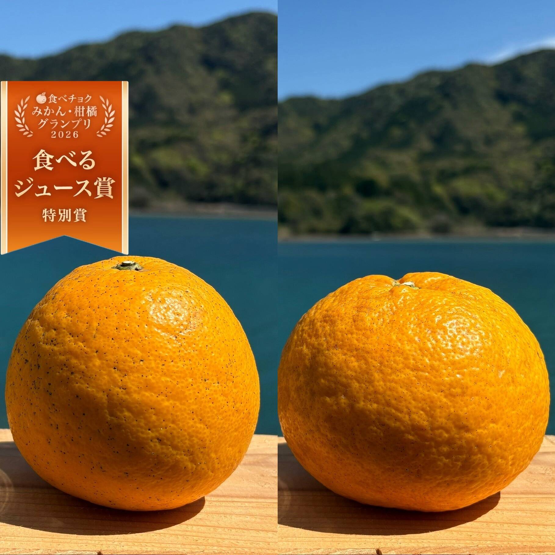 中晩柑をつくりこなす 箱込み6kg 紅河内晩柑&甘夏 栽培期間中に農薬、化学肥料不使用 柑橘