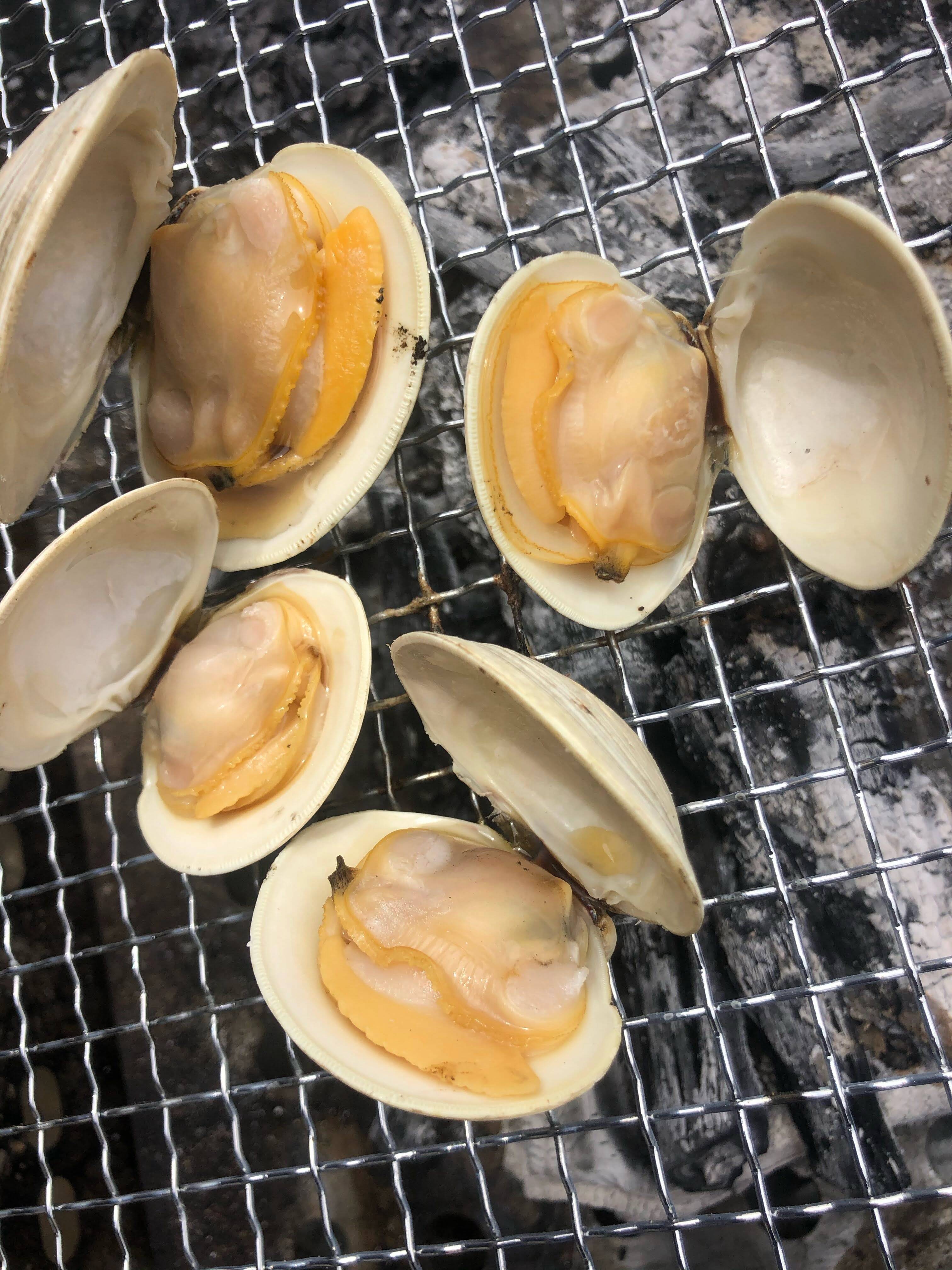 ホンビノス貝の真珠 船橋三番瀬ホンビノス貝 無選別10kg：千葉県産のホンビノス貝｜食べ