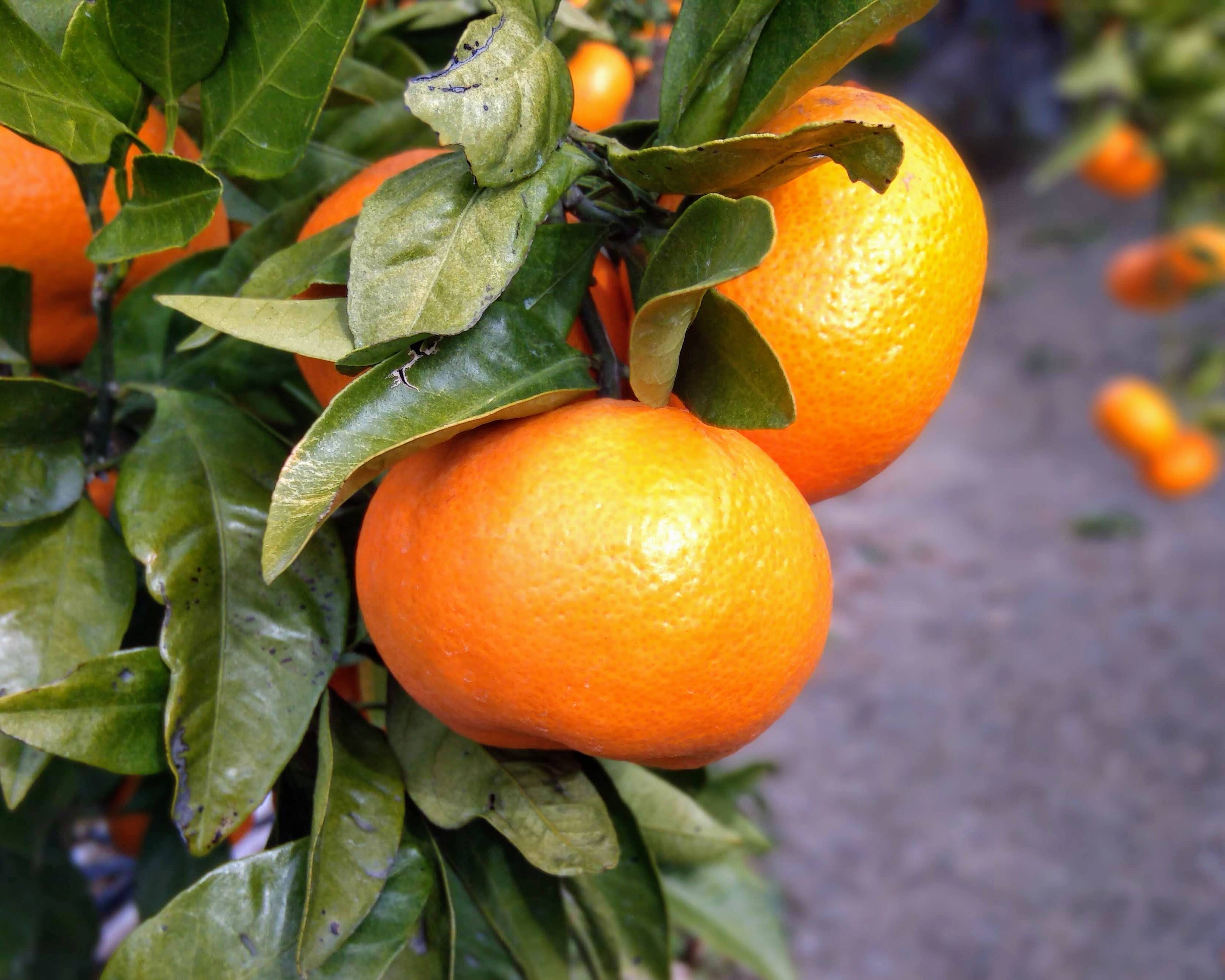 12月上旬頃から発送開始予定】一番人気！「塩屋みかん」「金峰」M～L