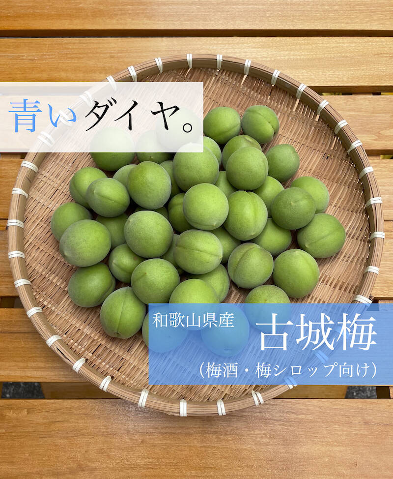 梅酒・梅シロップ向けの古城梅🟢、梅干し向けの南高梅🔴ご予約受付