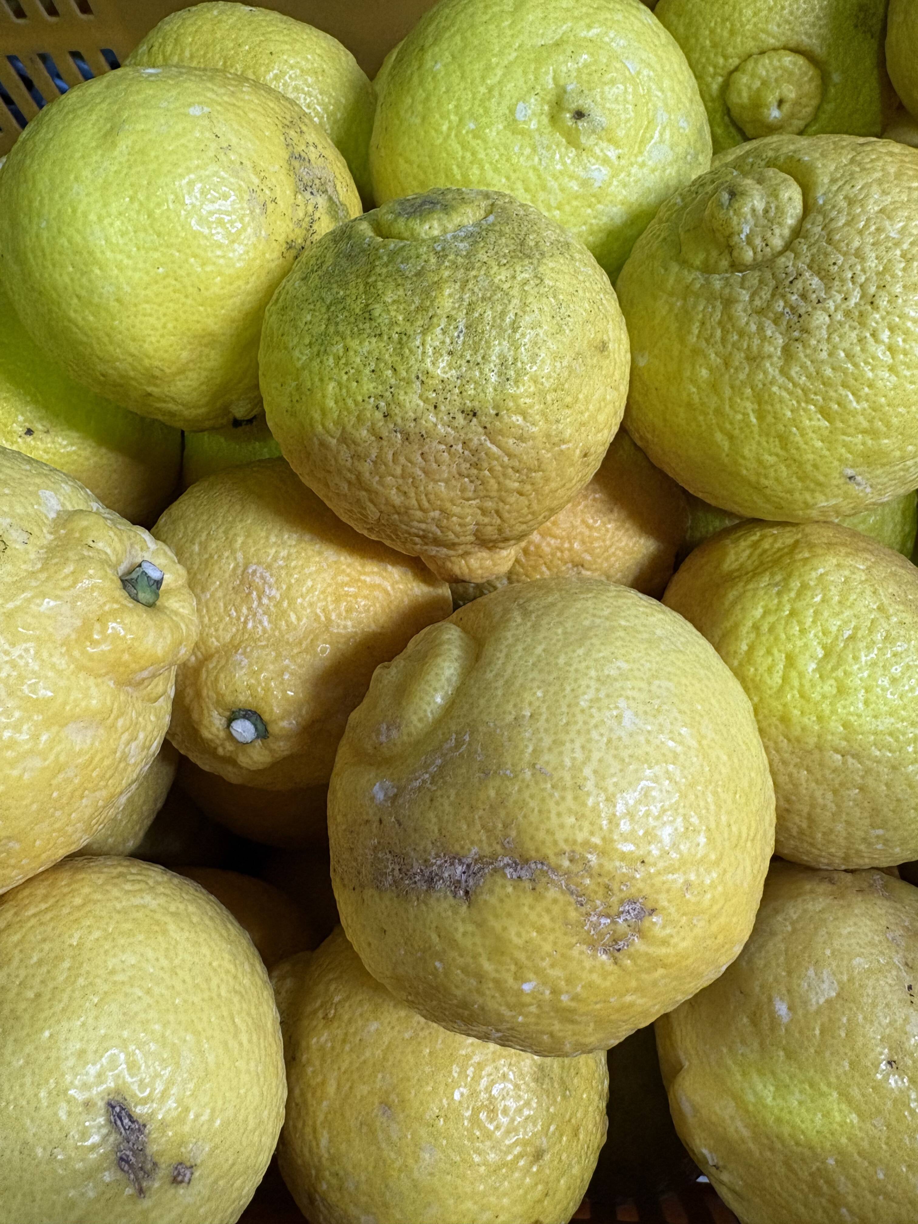 みかんの花さま専用 佐賀県太良町産はるか7.5g【家庭用】：佐賀県産のみかん・柑橘類｜食べ