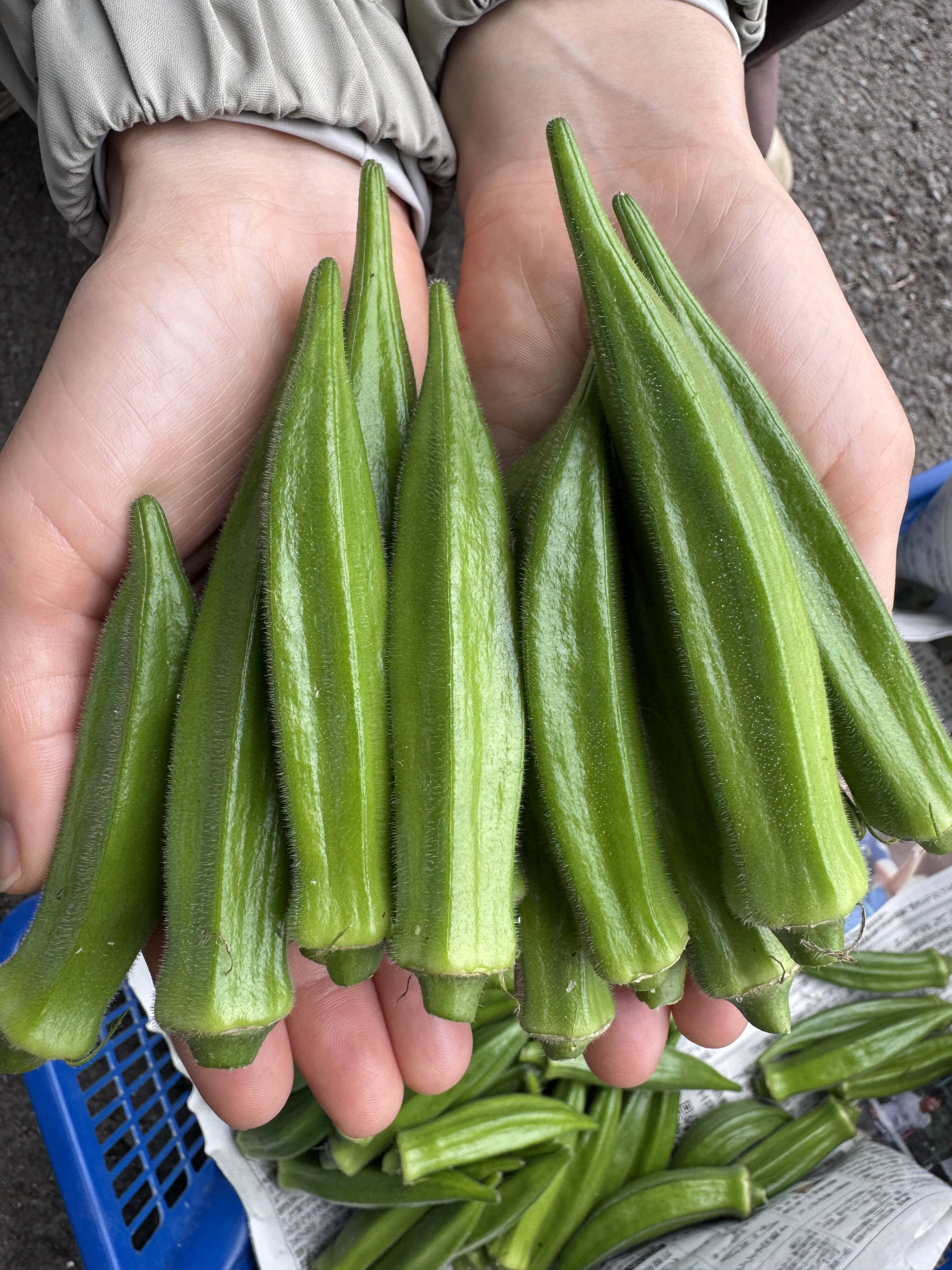 （野菜と）ラジオ大好きっ子 県指宿産 さや付きグリーンピース 10kg 春野菜セット 鹿児島県指宿産 グリーンピース500g＋オクラ32本 農家