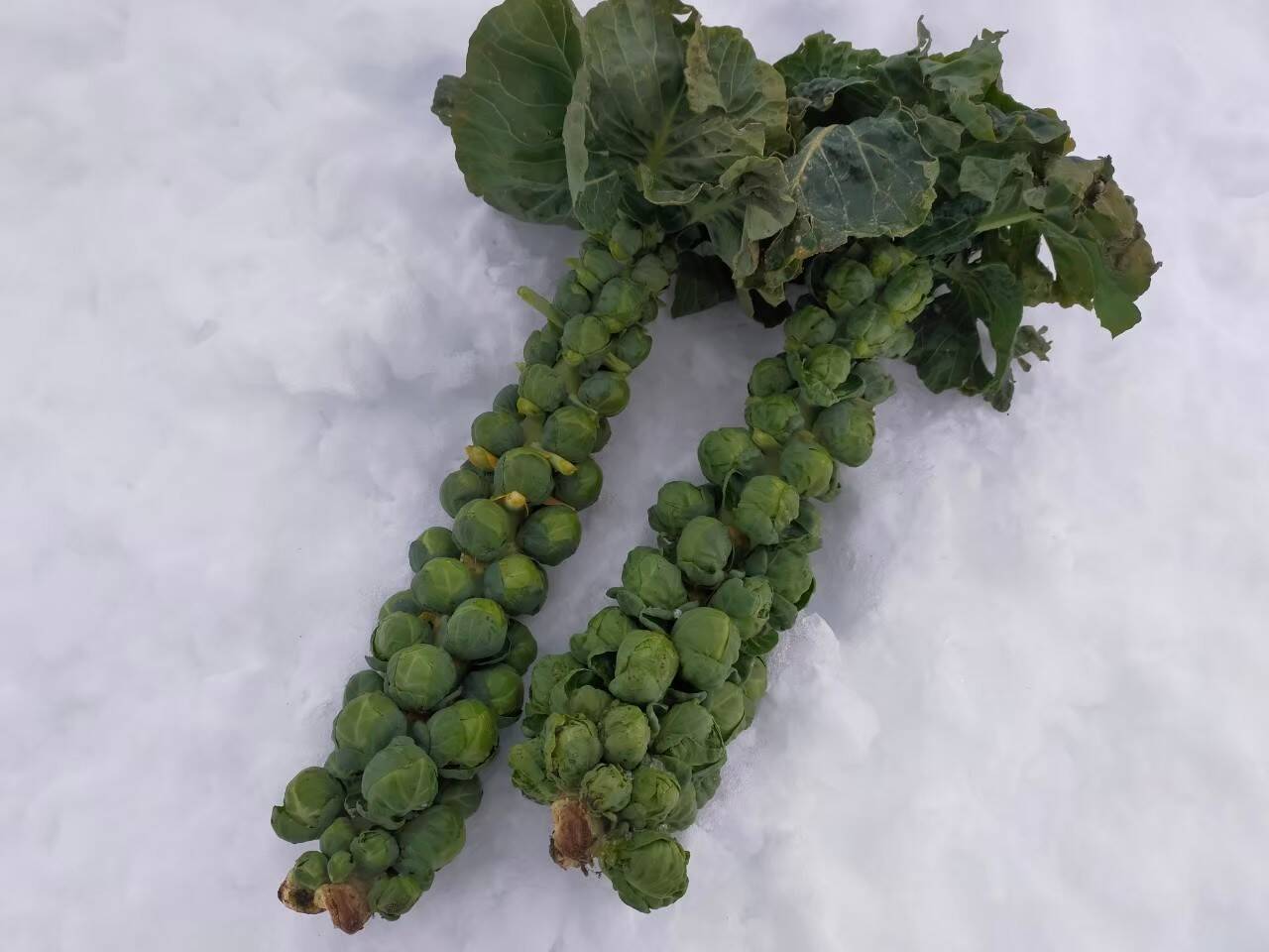 数量限定 超激レア 株ごと芽キャベツ 新潟県産の芽キャベツ 食べチョク 産地直送 産直 お取り寄せ通販 農家 漁師から旬の食材を直送