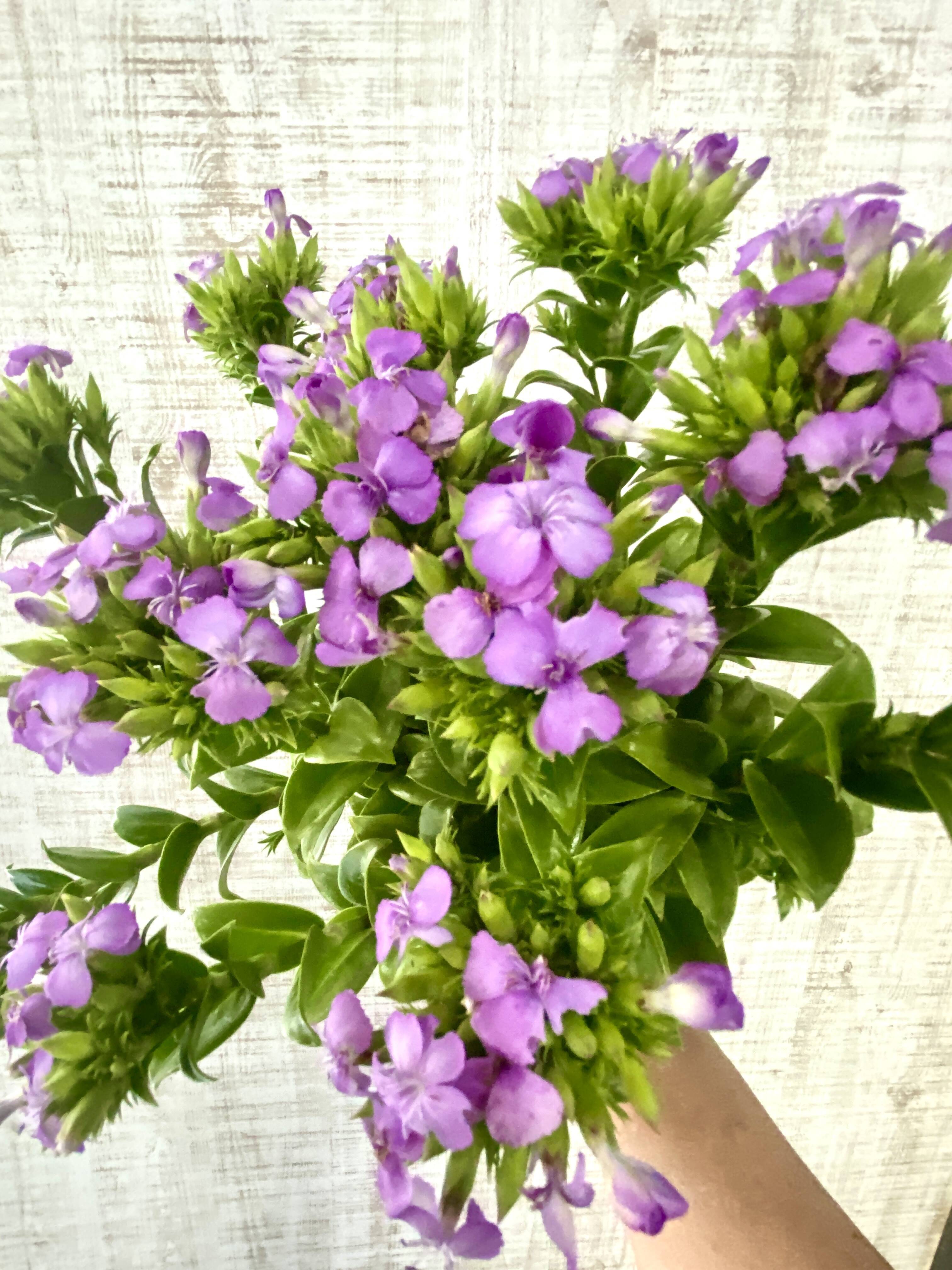 クール便【フロックス(ふじ撫子）15本！】プレゼントOK!花農家から直送