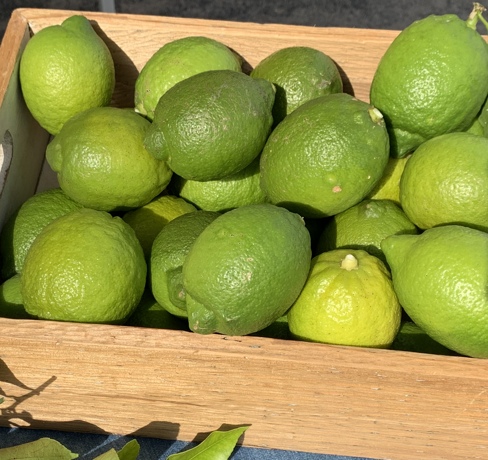 期間限定（今だけ）】瀬戸田発！農薬・肥料不使用なので皮まで美味い