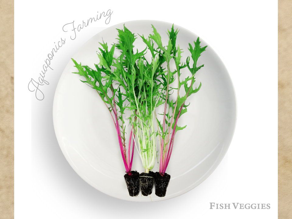 53f6da0f19d7bb3c888d03109347d9