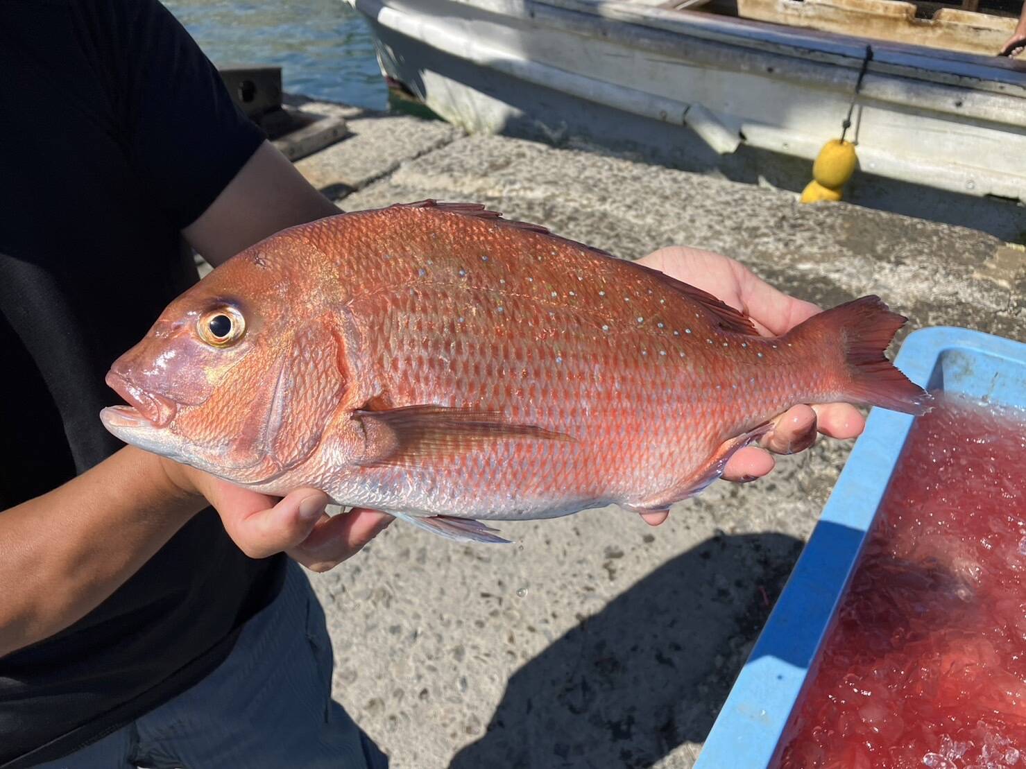 旨味抜群】鯛の湯引きロイン（1パック300g×2 1尾分原魚サイズ1.7kg）真鯛カマ2pc付き8個分 合計約620g 冷蔵(骨無し)：熊本県産の鯛｜食べチョク｜産地直送(産直)お取り寄せ通販  農家・漁師から旬の食材を直送