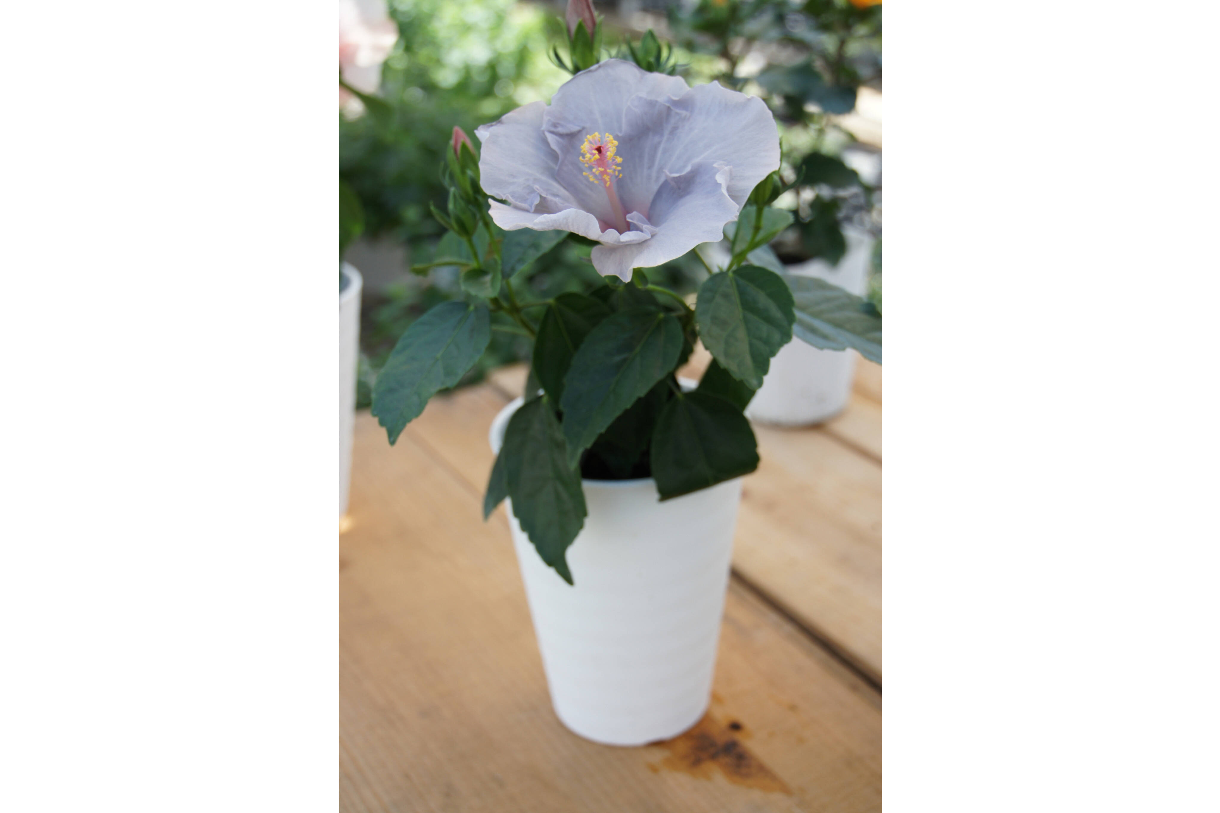 ハイビスカス　ロングライフシリーズ　ケイト　超大苗　4年目苗 園芸ネット本店｜ハイビスカス（ニューロングライフ）：ケイト4号