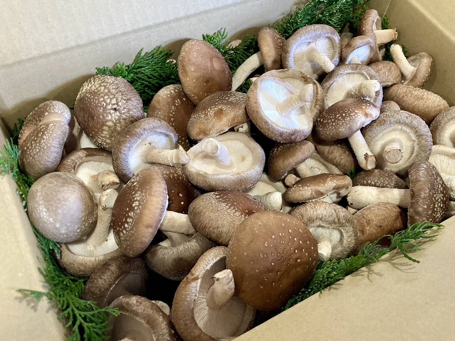 しいたけ 出品 冷凍熟成椎茸（Lサイズ：5㎝程度）（業務用向け商品） - 原木