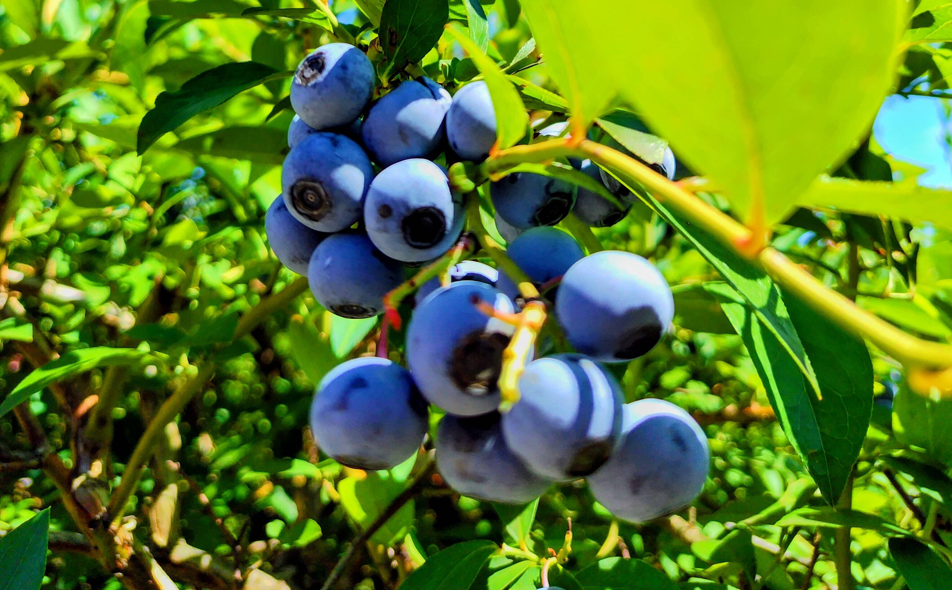 訳あり》冷凍ブルーベリー1Kg 甘〜い！ お買い得！！：埼玉県産の