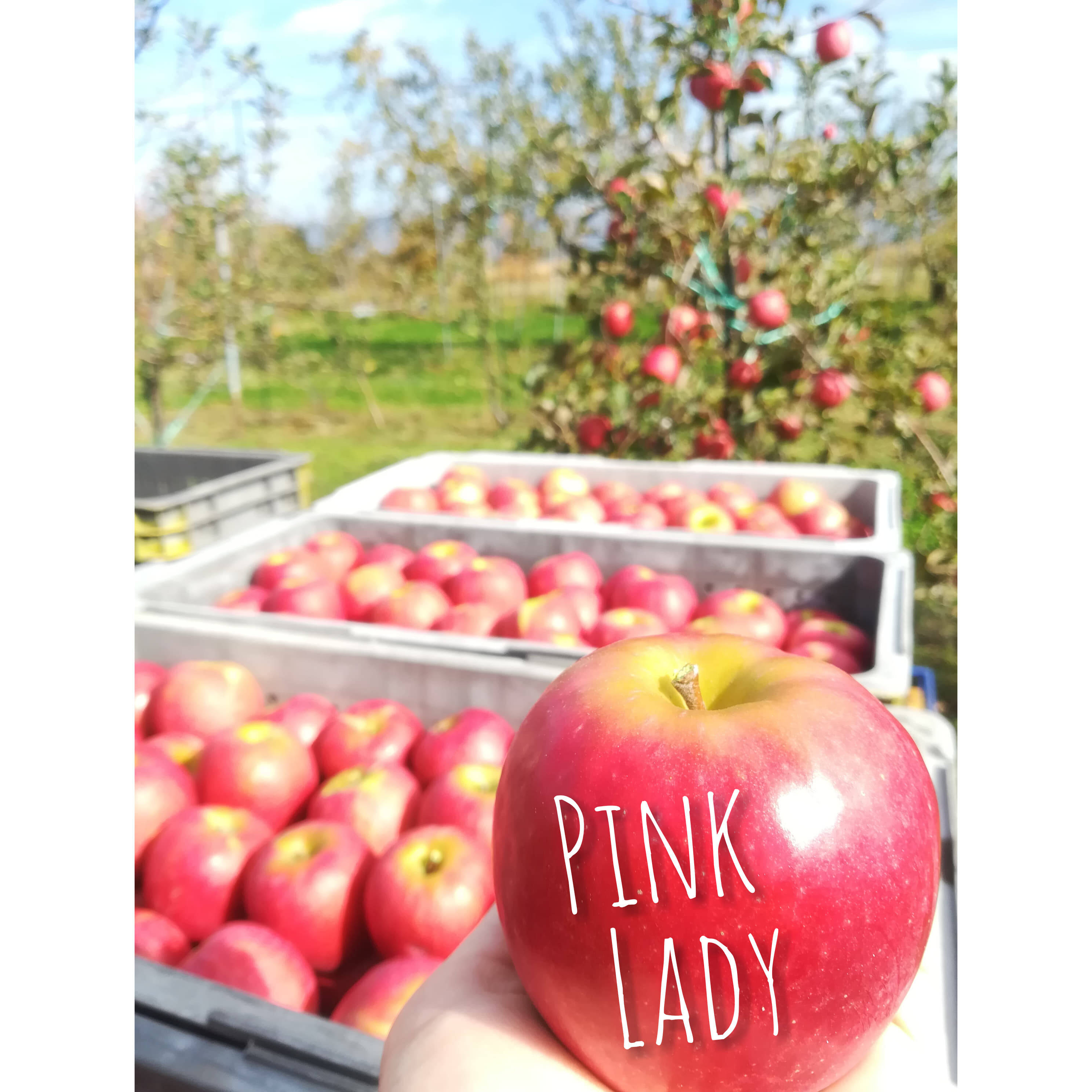 信州安曇野 フレンドファームへのレビュー・商品:長野県|食べチョク 信州安曇野 フレンドファームへのレビュー・商品:長野県|食べチョク