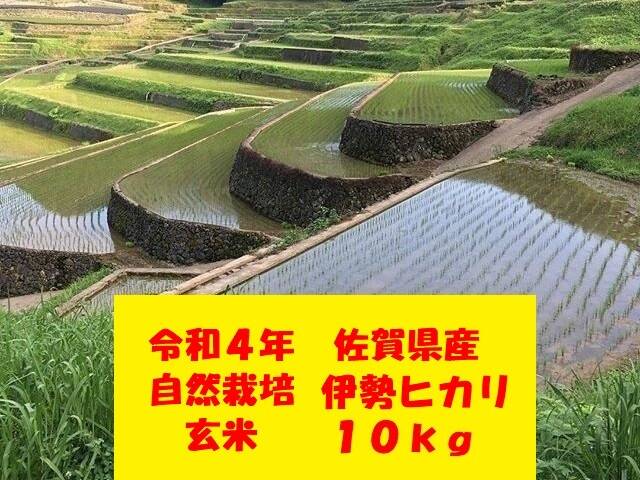 農家直送!無農薬!自然栽培!30年度佐賀県産!「伊勢ヒカリ」玄米１５ｋｇ