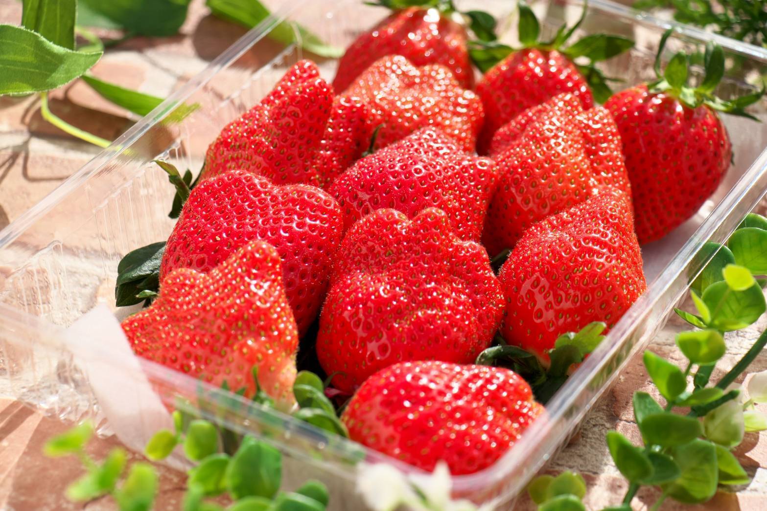 55054b466ac79333bdf130fcc87386