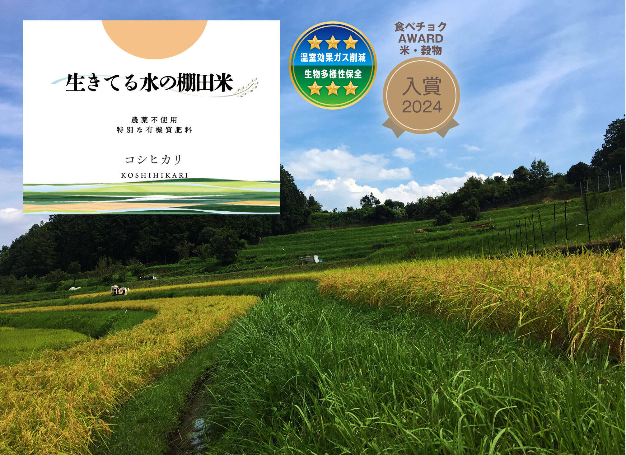 令和8年新米◇生きてる水の棚田米◇農薬・化学肥料不使用・生きてる