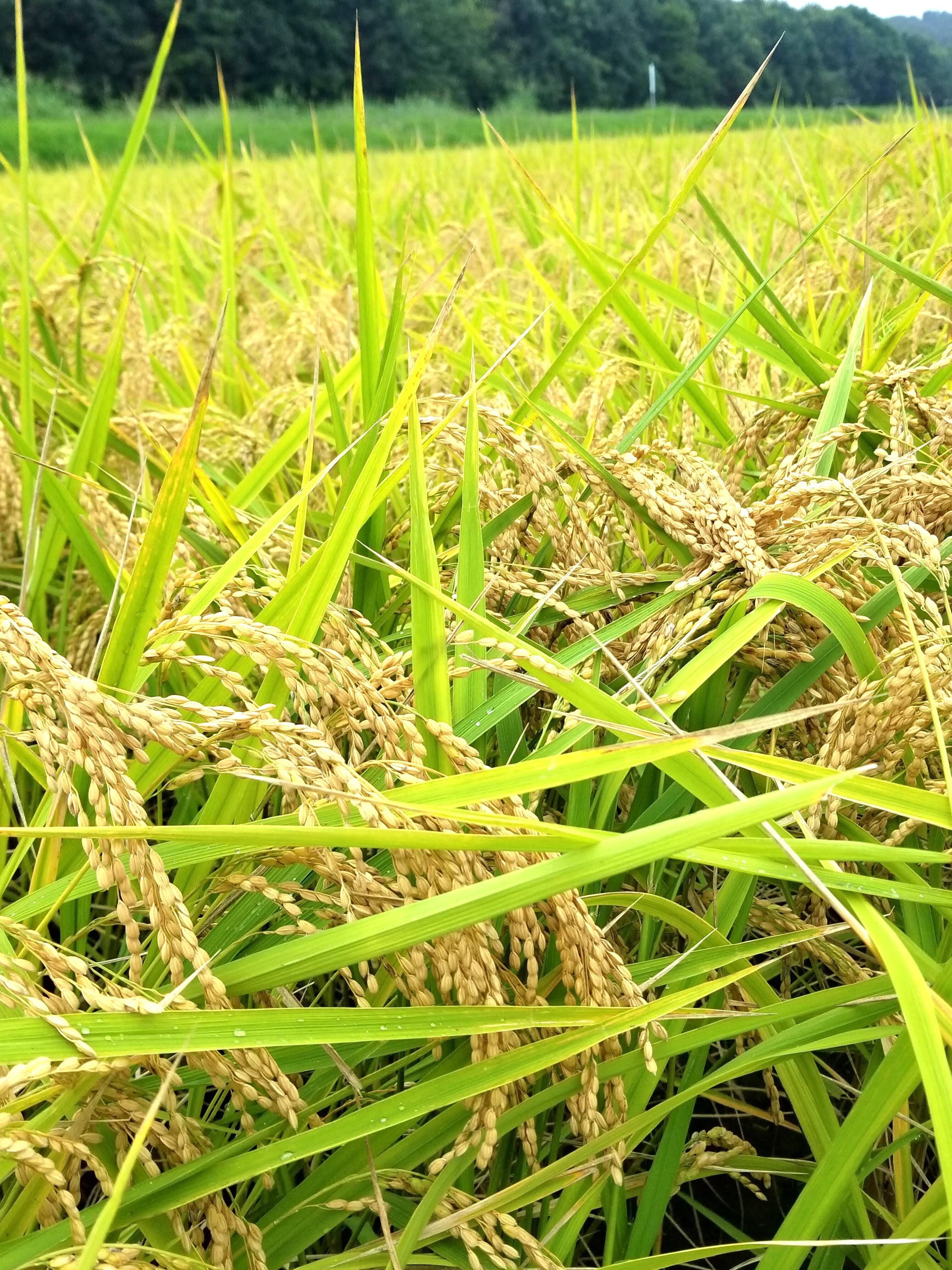 令和６年❢ 有機肥料使用 埼玉県産 コシヒカリ 玄米 １０キロ 楽天市場】【新米】【玄米】埼玉産 コシヒカリ玄米25kg令和6年産