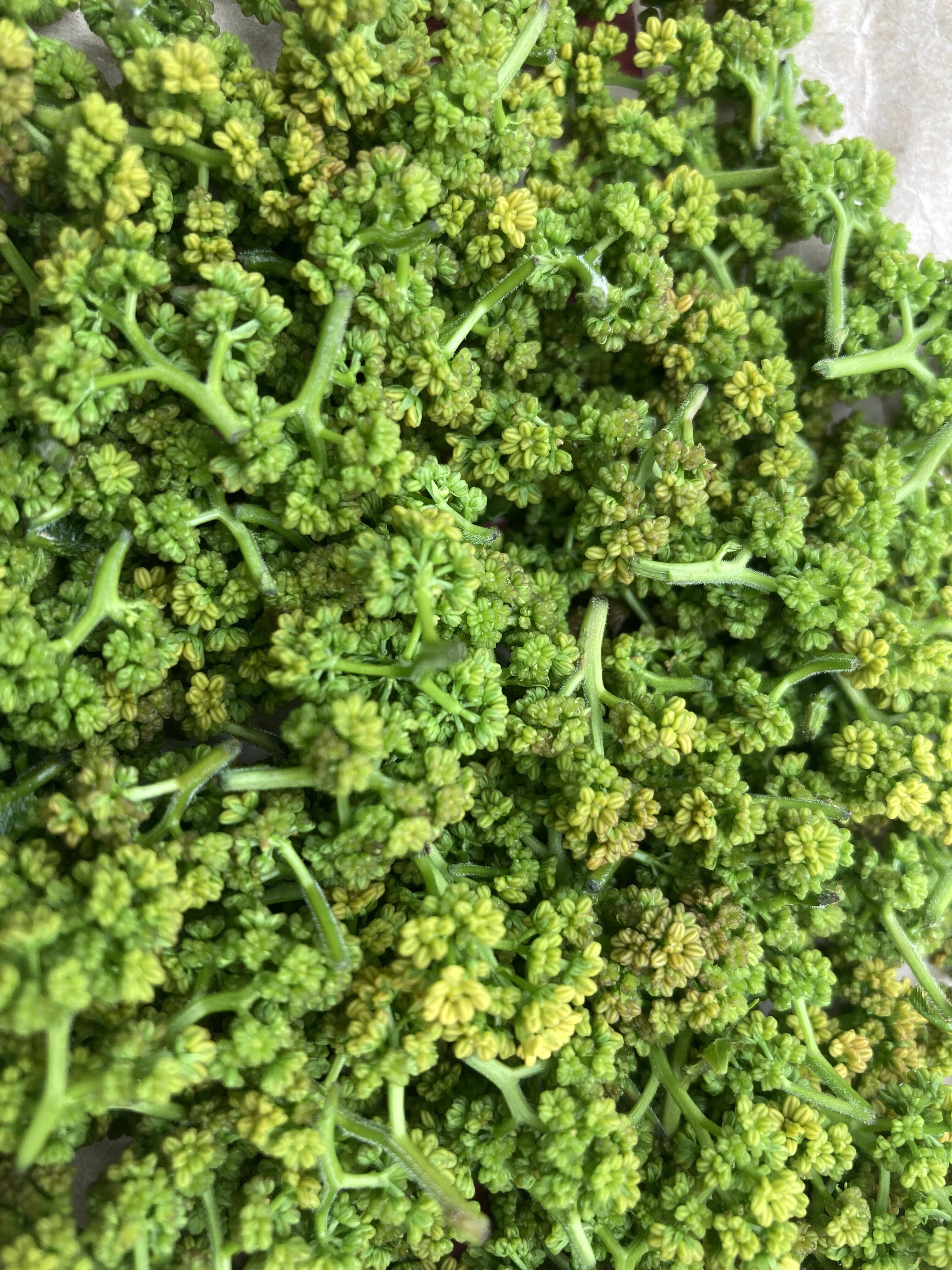 京都産 天然 花山椒 150グラム B品：京都府産の花山椒｜食べチョク