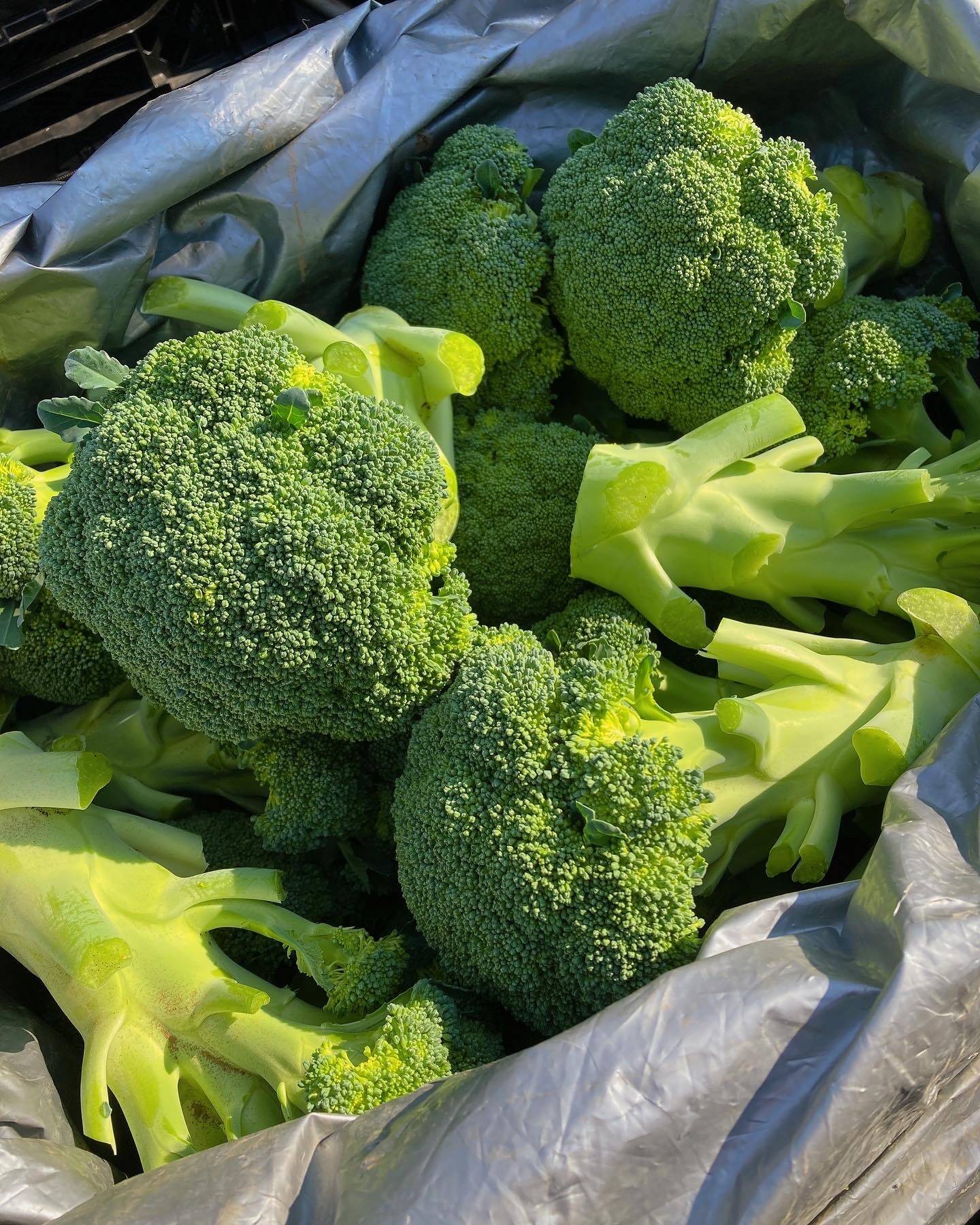 期間限定！】茨城県産 ブロッコリー(6個)：茨城県産のその他