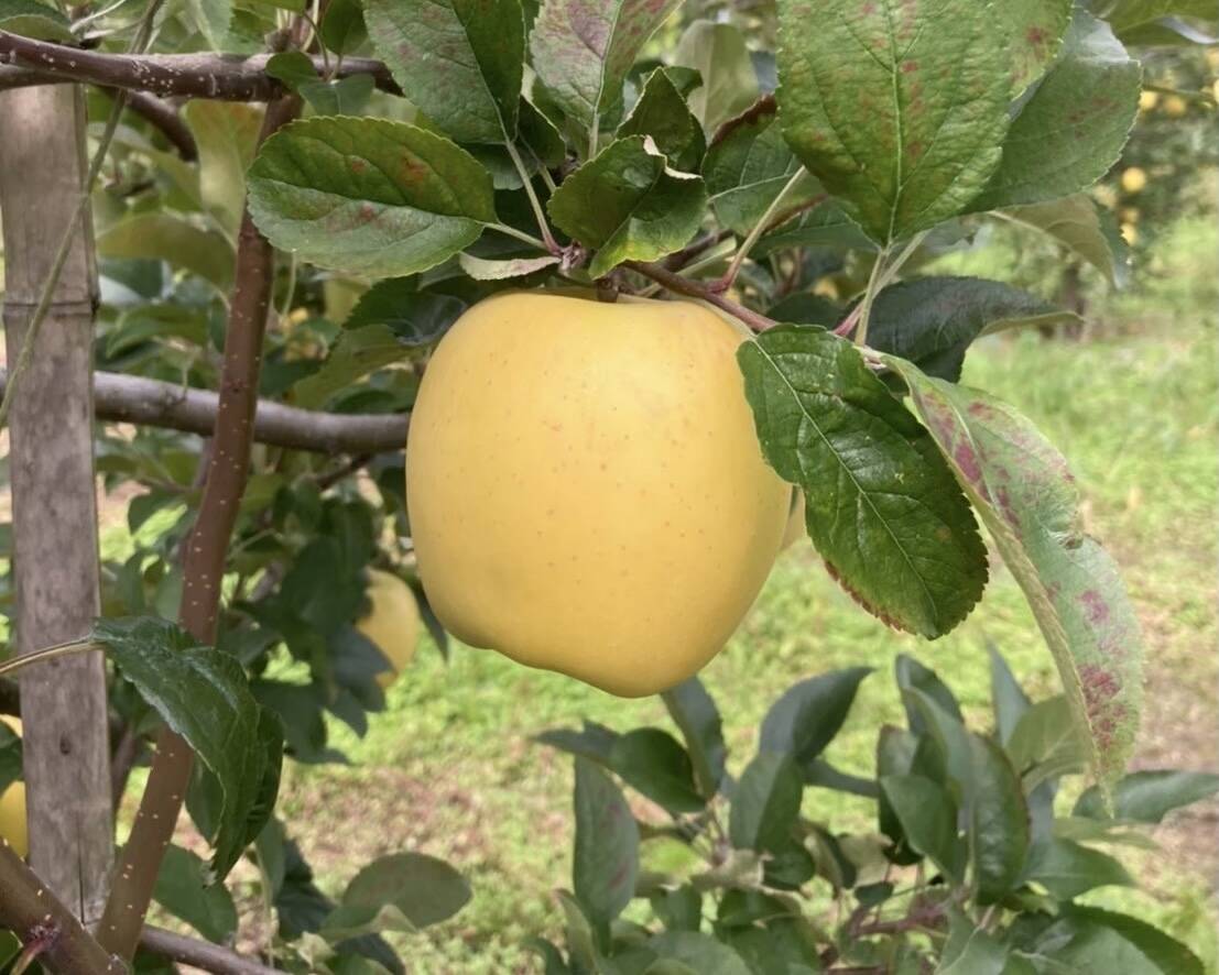 甘さ抜群の黄色いりんご ”はるか” 3㎏(M～2Sサイズ) 贈答用 長野県