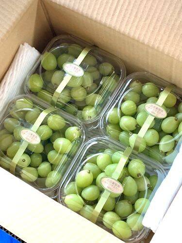 高糖度】岡山県産 シャインマスカット 粒パック 2.8㎏以上 700g×4p