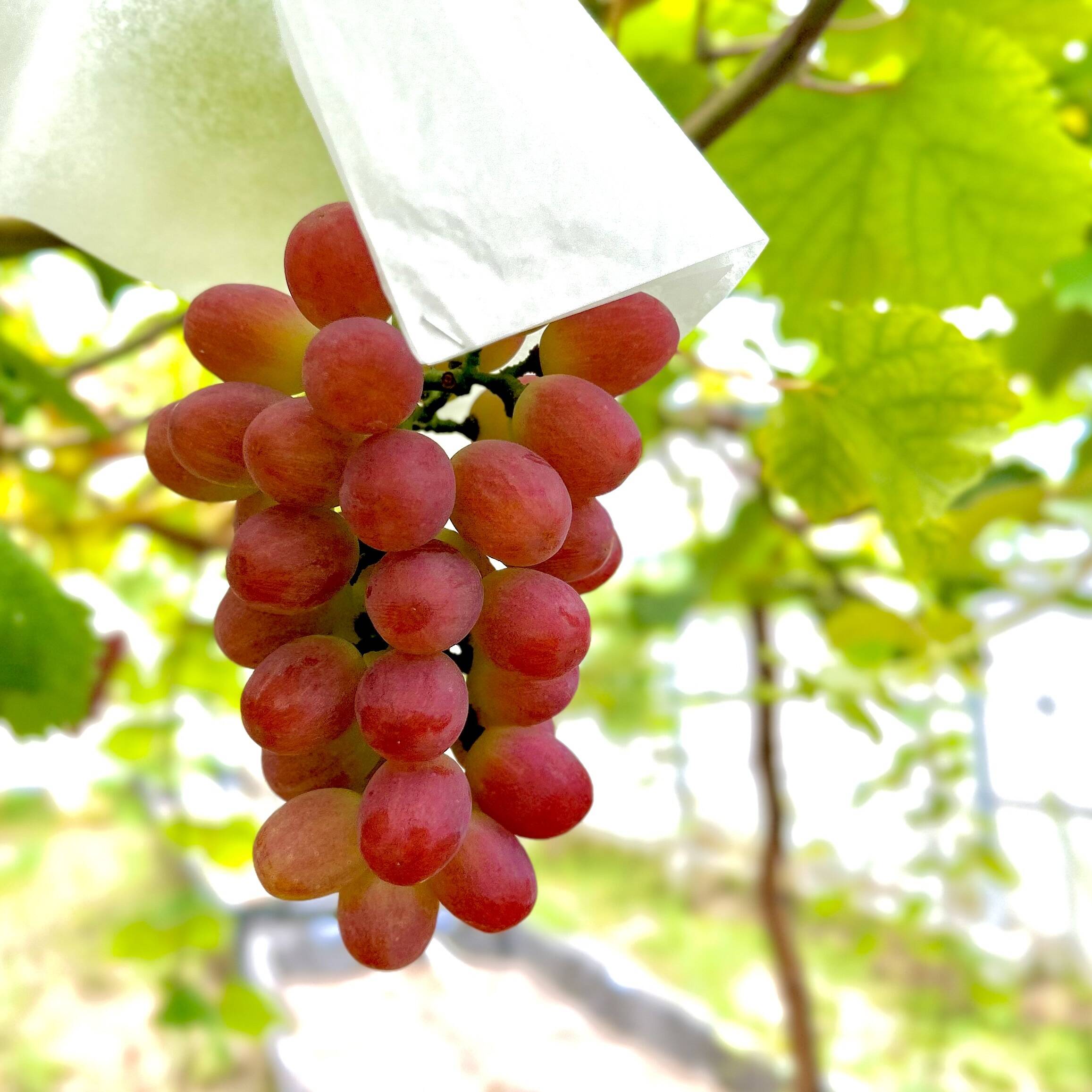 1⃣1⃣ 山梨県産 サニードルチェ ８房入り 箱込み5.8キロ おすすめ】太陽の恵みたっぷりサニードルチェ厳選1房：大阪府産の