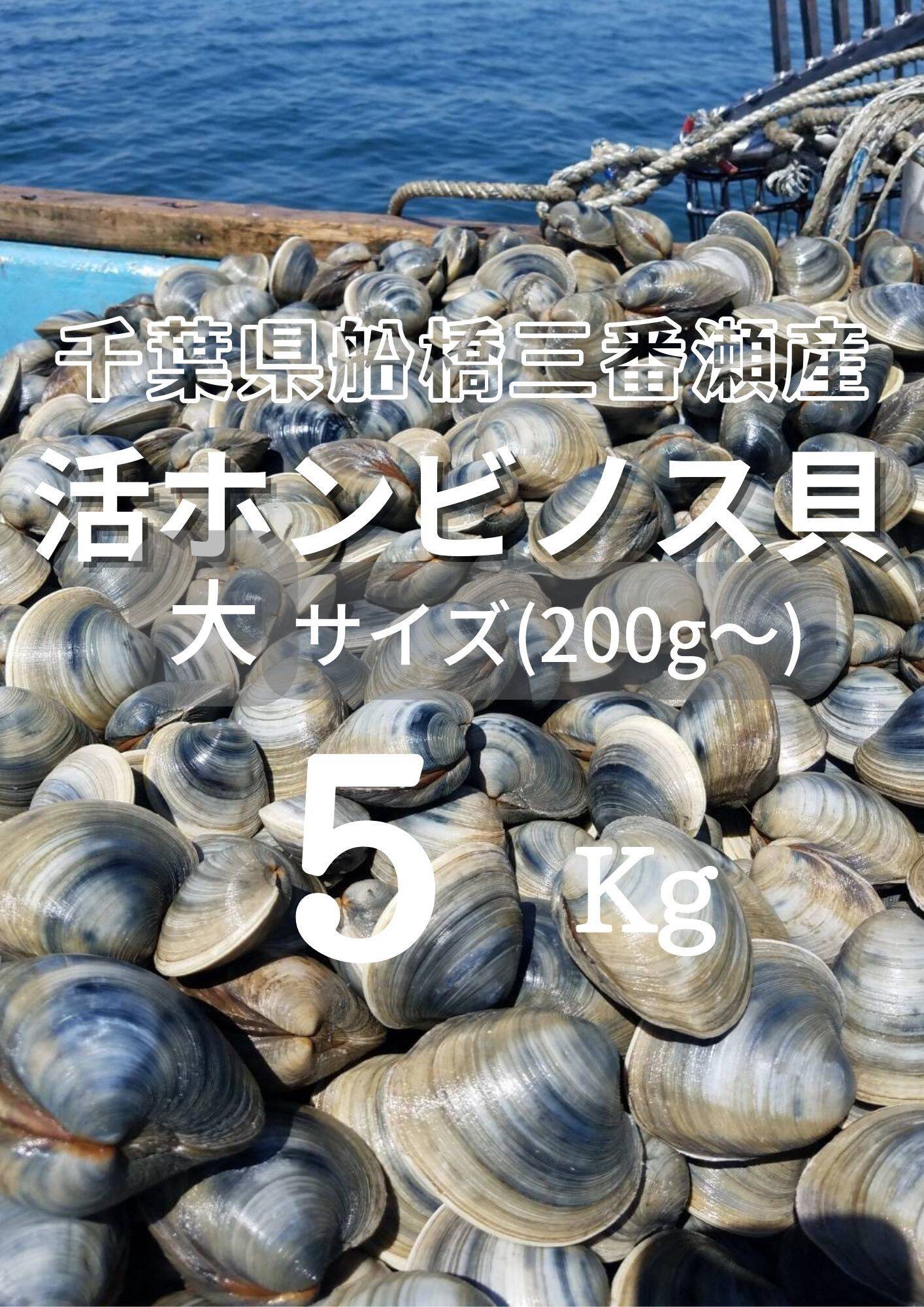 BBQに！船橋三番瀬産ホンビノス貝小サイズ4.5㎏☆送料込み 船橋三番瀬ホンビノス貝BBQにオススメサイズ！ | 魚介類