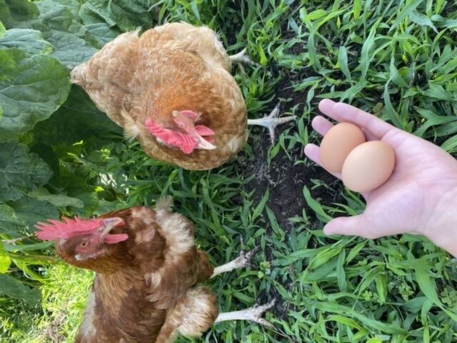 平飼いで育てたボリスブラウンの新鮮な卵 - その他