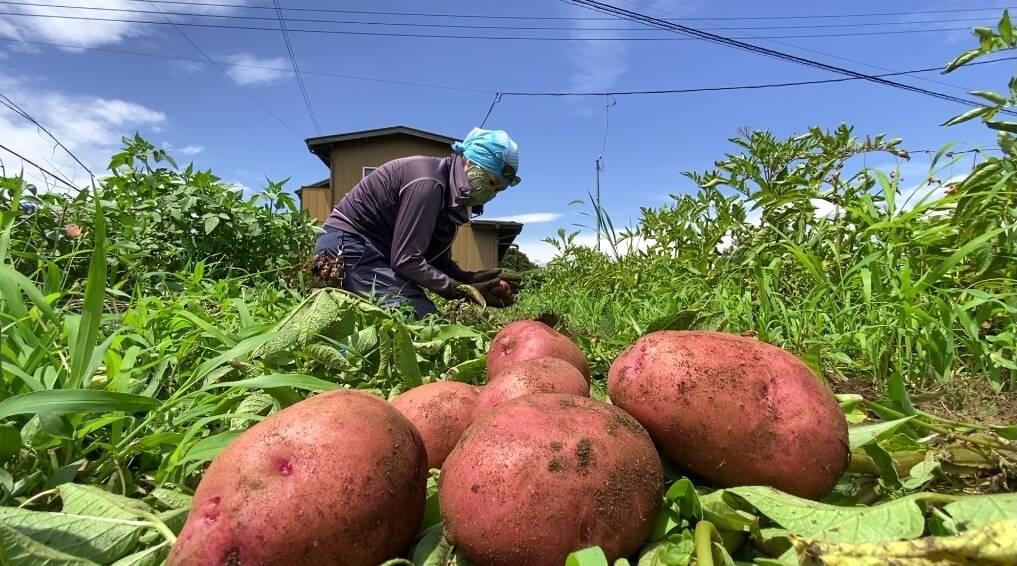 自然栽培🍀固定種アンデスレッド1kg】毎年種芋を繋いでいます
