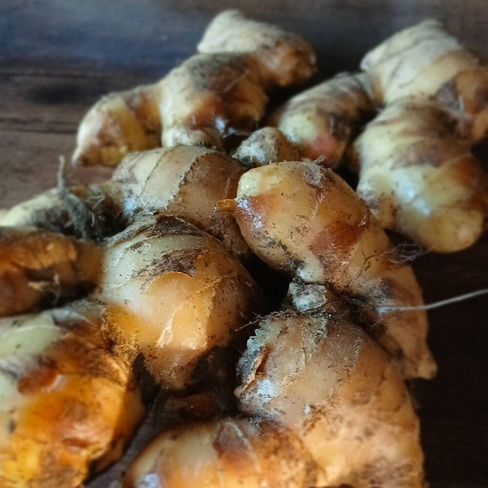 10kg土佐市産土付き囲い生姜 鮮度抜群】香辛温活！自然栽培 土佐一囲い生姜（新生姜から移行中）1kg