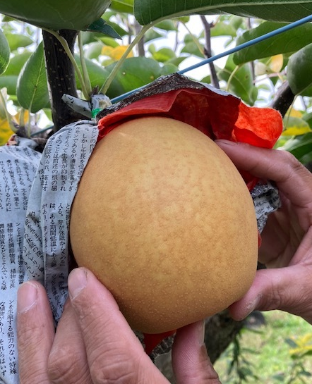 厳選ラクビーボールのような形の【王秋梨】5～6玉入り小箱：滋賀県産