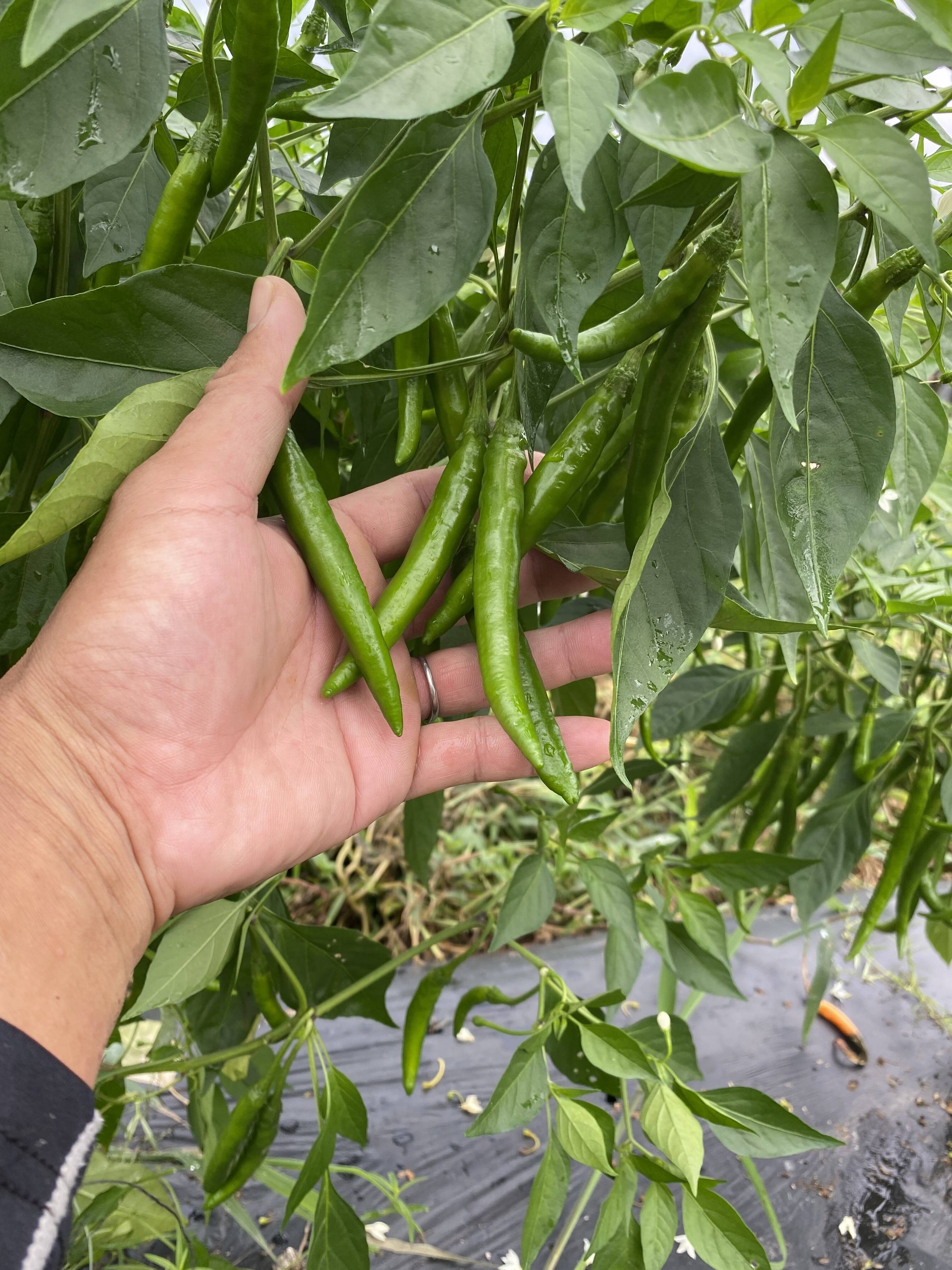 希少！国産青唐辛子500g (ホットパラソル)新鮮だから果汁たっぷりの