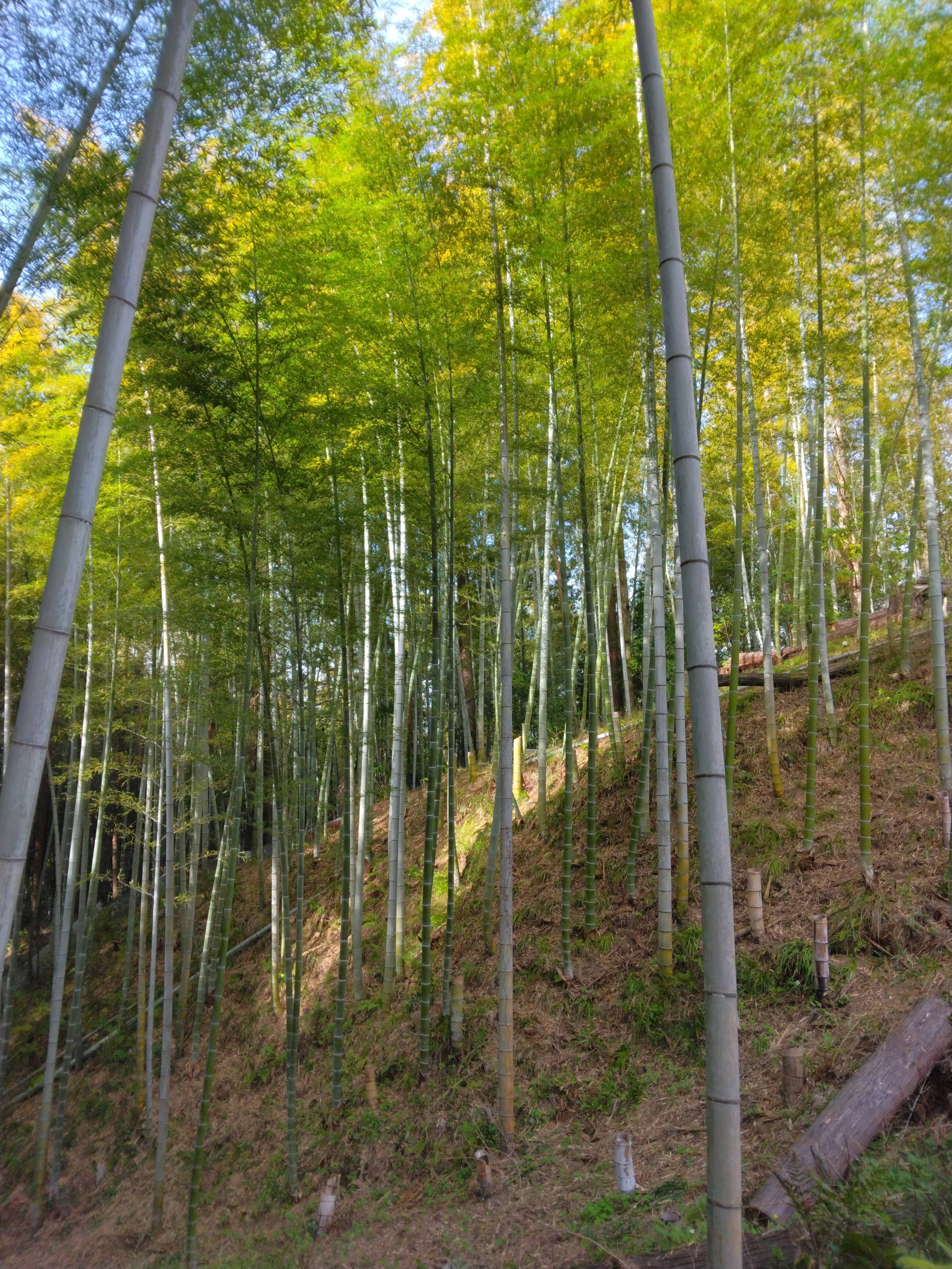 朝掘り真竹 たけのこ 産地直送 新鮮10kg 千早赤阪村産「朝掘り極上たけのこ」：大阪府産の孟宗竹｜食べチョク