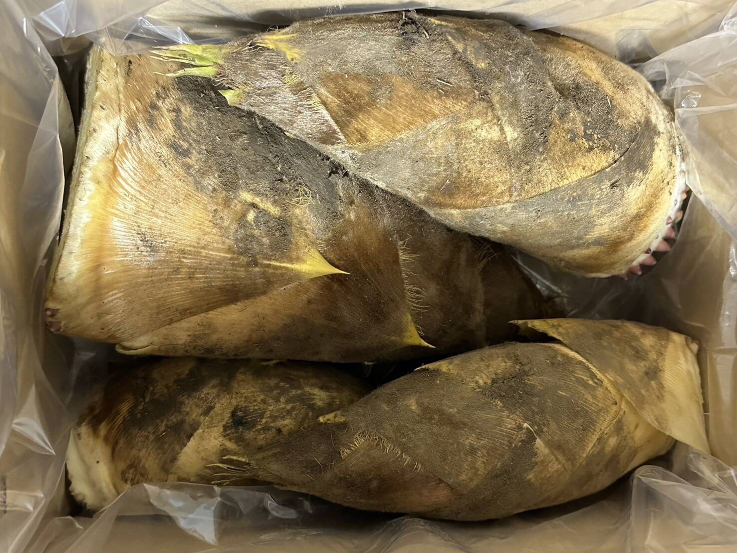 ※ 今季終了間近 〈日本最高峰ブランド〉合馬産たけのこ 掘りたて 4kg 57486fe9b0522aaf850b81840c1833