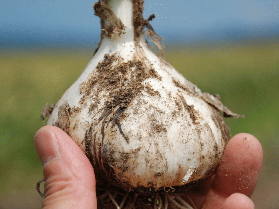 新鮮な新にんにく 土付き 新物予約】期間限定 採れたて新鮮！幻の「生にんにく」2Lサイズ 土付き