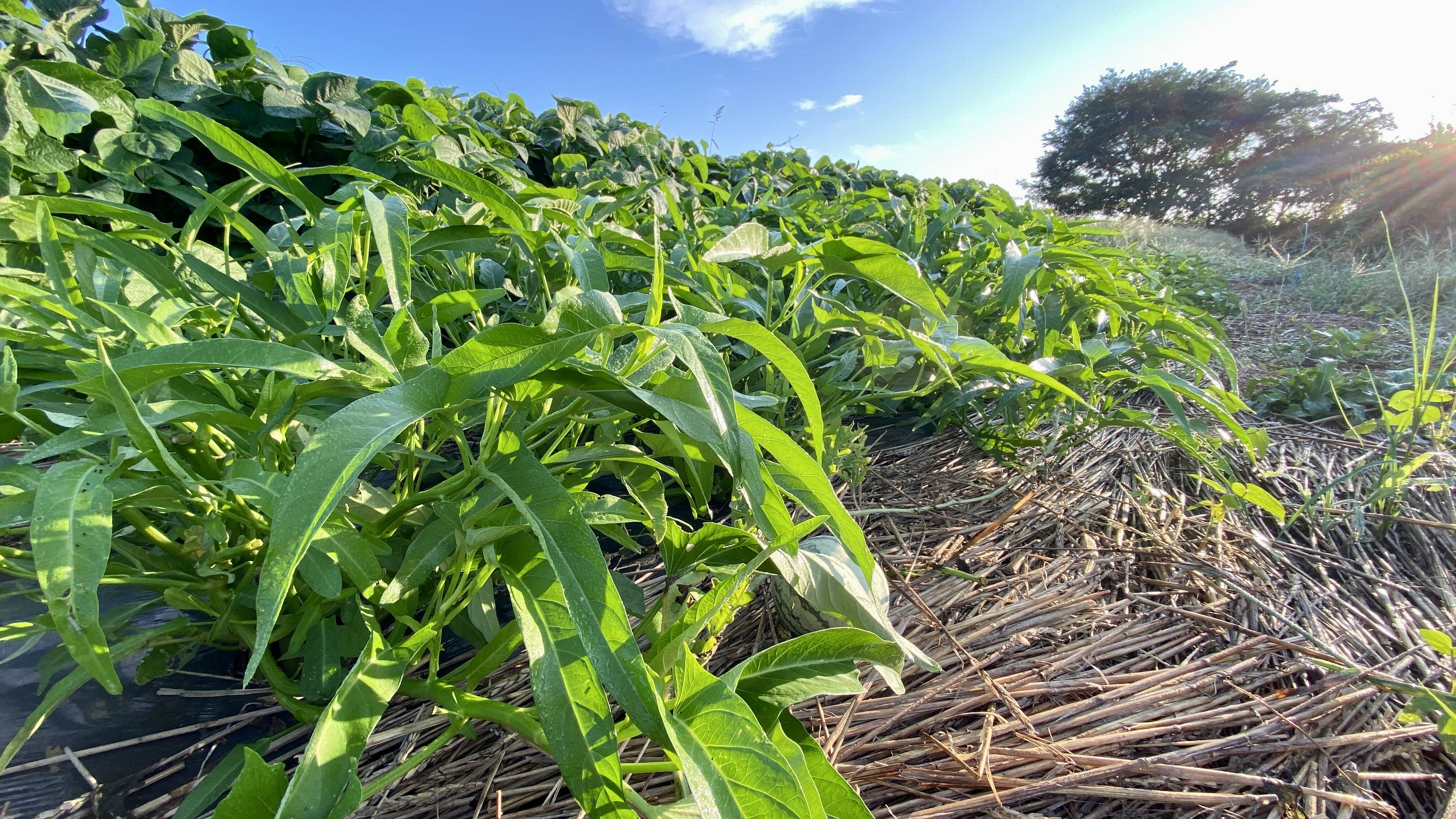 自然栽培🍀空芯菜150g×5袋】夏のスタミナ野菜・ニンニク＆お肉と