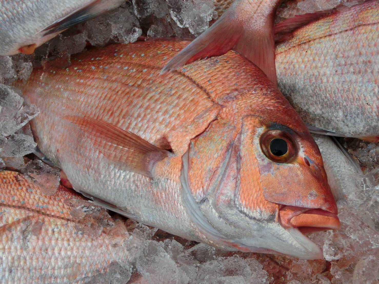 初回限定box 糸島真鯛1匹と漁師厳選旬魚1匹 お試しセット 福岡県産 食べチョク 農家 漁師の産直ネット通販 旬の食材を生産者直送