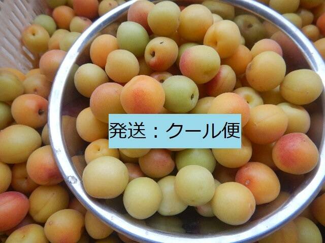 0407❄️【クール便】橙高梅 7kg Lサイズ(2L混ざります)キルトパッチ梅