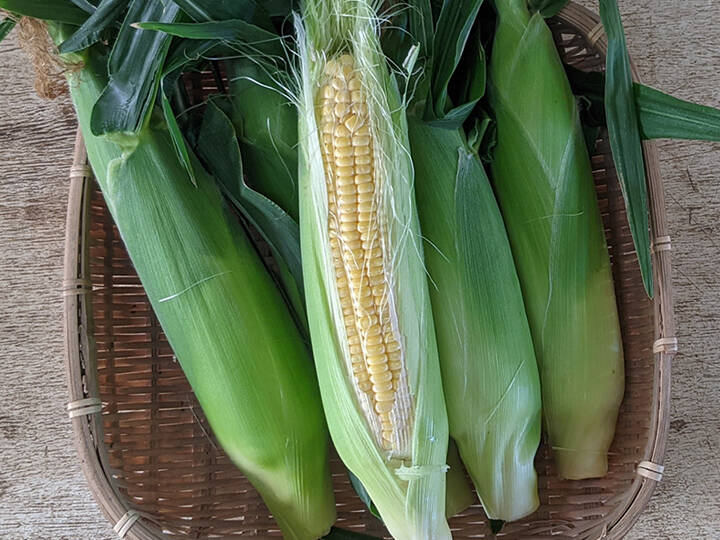 沖縄県産 とうもろこし（スイートコーン） - 野菜